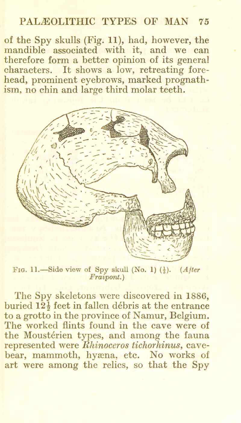 of the Spy skulls (Fig. 11), had, however, the mandible associated with it, and we can therefore form a better opinion of its general characters. It shows a low, retreating fore- head, prominent eyebrows, marked prognath- ism, no chin and large third molar teeth. Fig. 11.—Side view of Spy skull (No. 1) (£). (After Fraipont.) The Spy skeletons were discovered in 1886, buried 12 J feet in fallen debris at the entrance to a grotto in the province of Namur, Belgium. The worked flints found in the cave were of the Mousterien types, and among the fauna represented were Rhinoceros tichorhinus, cave- bear, mammoth, hyaena, etc. No works of art were among the relics, so that the Spy