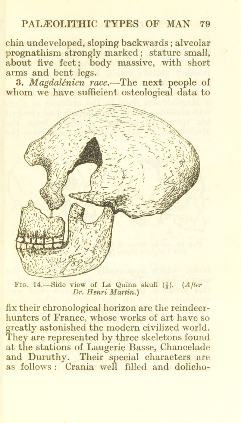 chin undeveloped, sloping backwards; alveolar prognathism strongly marked; stature small, about five feet; body massive, with short arms and bent legs. 3. Magdalenien race.—The next people of whom we have sufficient osteological data to Fig. 14.—Side view of La Quina skull (£). (After Dr. Henri Martin.) fix their chronological horizon are the reindeer- hunters of France, whose works of art have so greatly astonished the modern civilized world. They are represented by three skeletons found at the stations of Laugerie Basse, Chancelade and Duruthy. Their special characters are as follows : Crania well filled and dolicho-