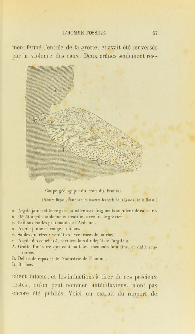 nient fermé l’entrée de la grotte, et avait été renversée par la violence des eaux. Deux crânes seulement res- Coupc géologique du Irou du Frontal. (Edouard Dupont, Élude sur les carernes des liords de la Lesse et de la Meuse.) a. Argile jaune et terre gris-jaunàtrc avec Iragnients anguleux de calcaire. h. Dépôt argilo-sablonncux stratifié, avec lit de gravier. c. Cailloux roulés provenant de rArdenne, d. Argile jaune et rouge en filons. e. Sables quartzeux verdâtres avec traces de tourbe. w. Argile des couches ravinées lors du dépôt de l’argile «. A. Grotte lunéraire qui contenait les ossements humains, et dalle ren- versée. B. Débris de repas et de l’industrie de l’homme. R. Rocher. talent intacts, et les inductions à tirer de ces précieux restes, qu’on peut nommer antédiluviens, n’ont pas encore été publiés. Voici un extrait du rapport de