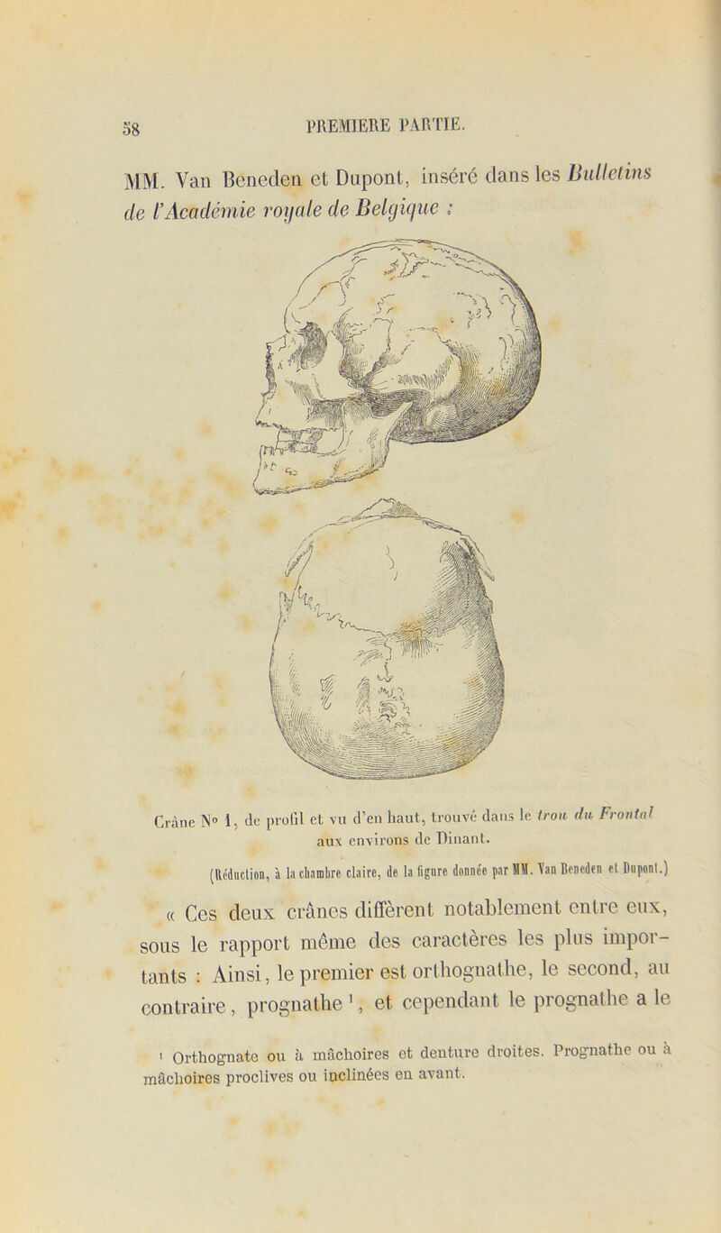 MM. Van Beneclen et Dupont, inséré (.hns les Bulle tins de l’Académie roifule de Belgique : Crâne N“ 1, de profil et vu d’en haut, trouvé dans le trou dit Frontal aux environs de Binant. (Rcdiiclion, à ladiambre claire, de la lignre donnée par MM. \an Benedrn et Dnponl.) (( Ces deux crânes diffèrent notablement entre eux, sous le rapport môme des caractères les plus impor- tants : Ainsi, le premier est orthognathe, le second, au contraire, prognathe ’, et cependant le prognathe a le > Orthognate ou à mâchoires et denture droites. Prognathe ou à mâchoires proclives ou inclinées en avant.