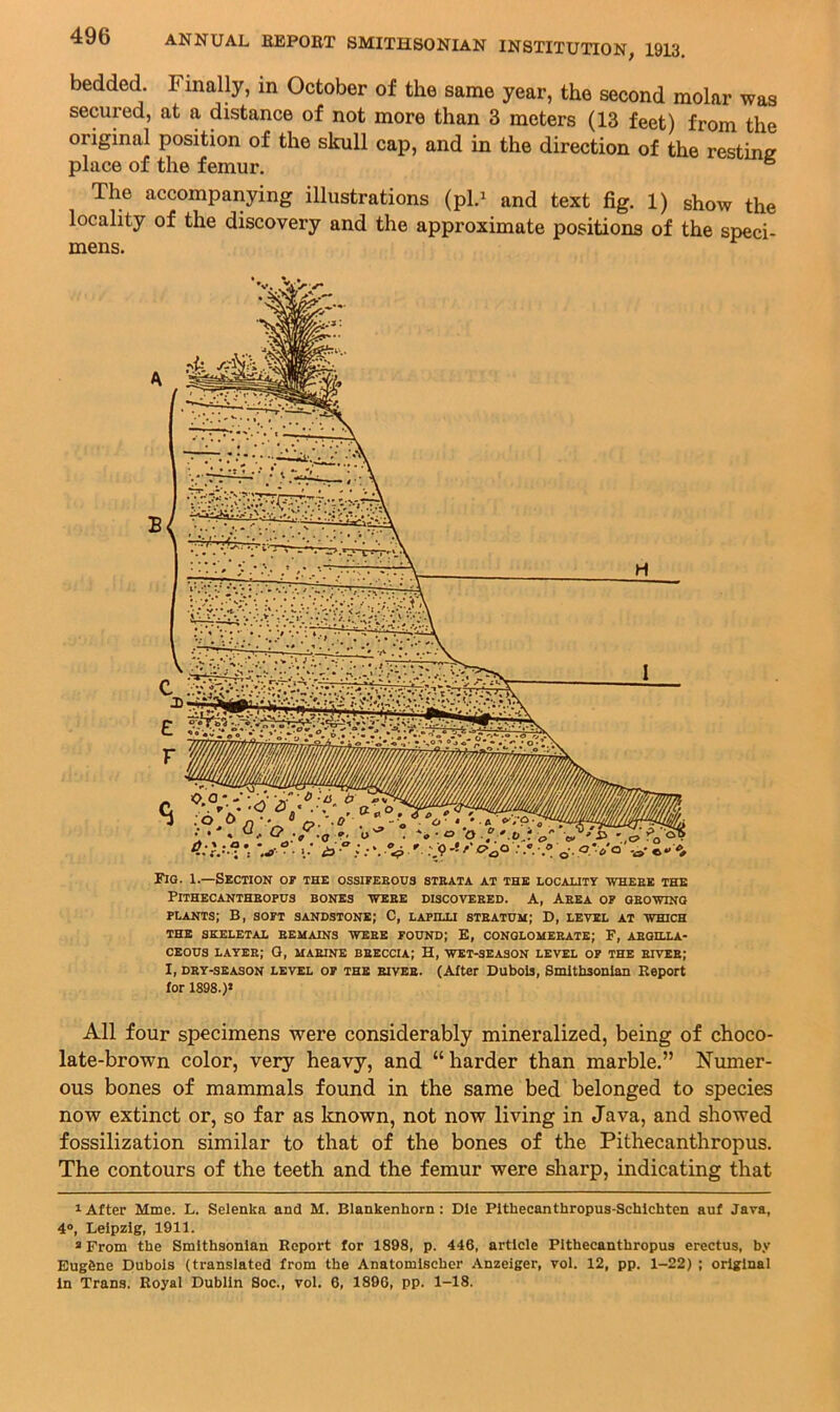 bedded. Finally, in October of the same year, the second molar was secured, at a distance of not more than 3 meters (13 feet) from the original position of the skull cap, and in the direction of the resting place of the femur. ® The accompanying illustrations (pl.^ and text fig. 1) show the locality of the discovery and the approximate positions of the speci- mens. Fig. 1.—Section or the ossijeeohs steata at the locality wheee the PiTHECANTHEOPUa BONES WEBE DISCOVEEED. A, AEEA OP GEOWINQ plants; B, sopt sandstone; C, laphxi steatdm; D, level at which THE skeletal EEMAINS WEEE POUND; E, CONGLOMEEATE; F, ABGILLA- CEOUS layee; G, maeine beeccia; H, wet-season level op the eivee; I, DEY-SEASON LEVEL OP THE EIVEE. (After Dubois, Smltbsouian Report for 1898.)* All four specimens were considerably mineralized, being of choco- late-brown color, very heavy, and “harder than marble.” Numer- ous bones of mammals found in the same bed belonged to species now extinct or, so far as Icnown, not now living in Java, and showed fossilization similar to that of the bones of the Pithecanthropus. The contours of the teeth and the femur were sharp, indicating that ^ After Mme. L. Selenka and M. Blankenborn: Die Plthecanthropus-Schichten auf Java, 4‘>, Leipzig, 1911. »From the Smithsonian Report for 1898, p. 446, article Pithecanthropus erectus, by Eug6ne Dubois (translated from the Anatomlscher Anzeiger, vol. 12, pp. 1-22) ; original In Trans. Royal Dublin Soc., vol. 6, 1896, pp. 1-18.