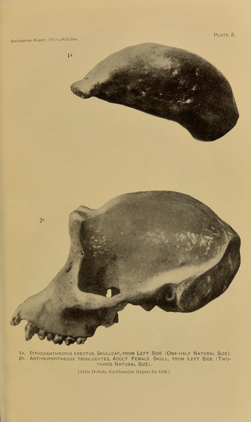 111. Pithecanthropus ERECTus, Skullcap, FROM Left Side (One-half Natural Size). 2ti. Anthropopithecus troglodytes, Adult Female Skull, from Left Side (Two- thirds Natural Size).