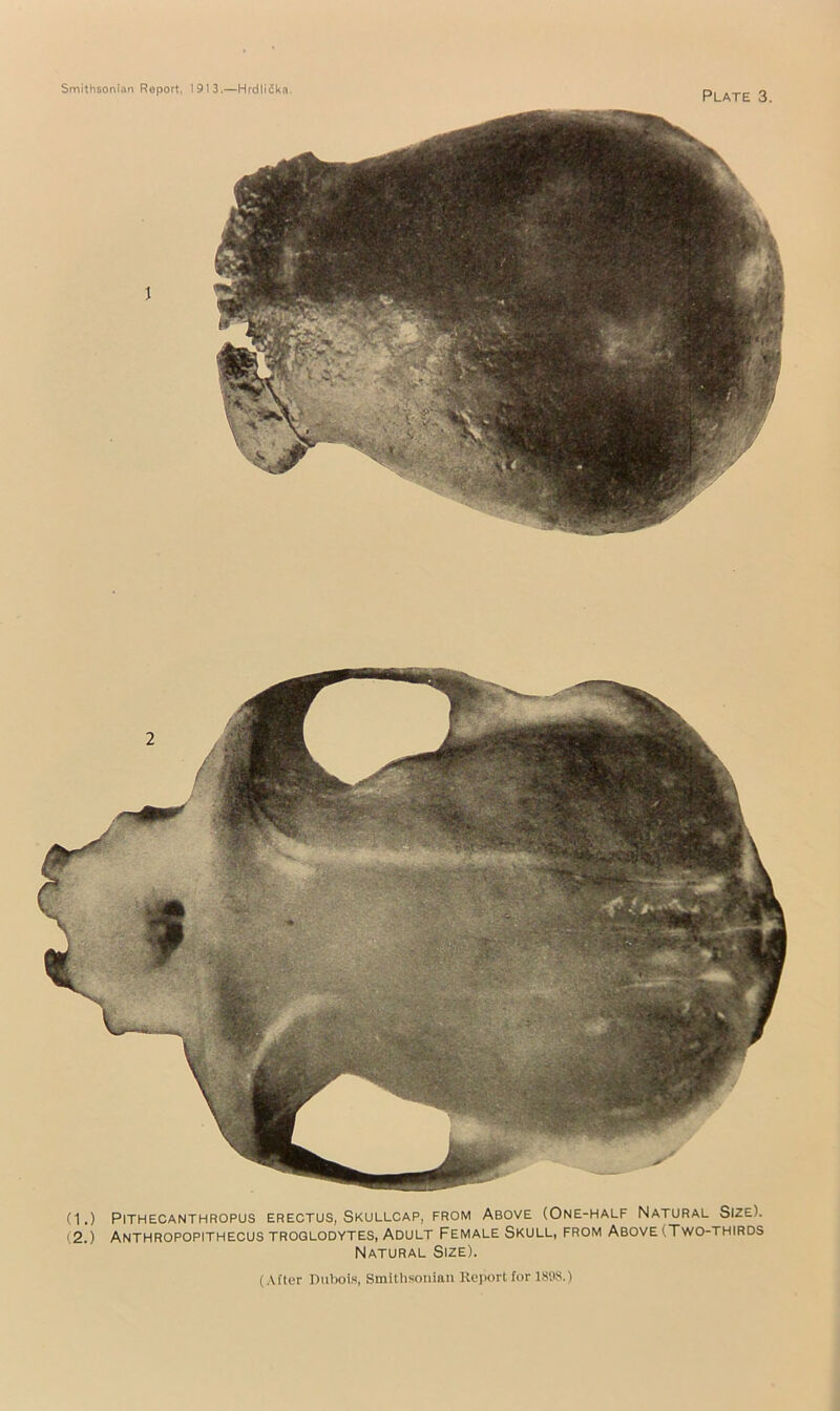 Plate 3. (1.) Pithecanthropus erectus, Skullcap, from Above (One-half Natural Size). (2.) Anthropopithecus TROGLODYTES, Adult Female Skull, from Above(Tv^o-thirds Natural Size).