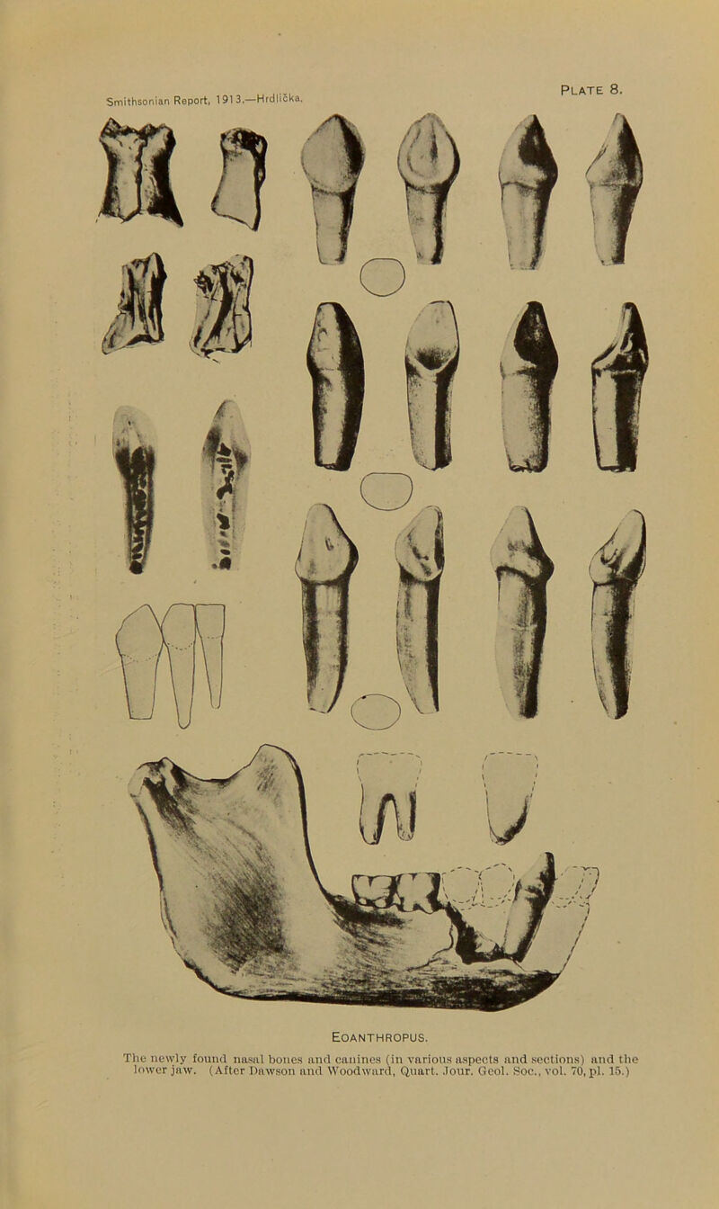 Eoanthropus. The newly found nasul bones and canines (in various aspects and sections) and the lower jaw. (After Dawson and Woodward, Quart. .Tour. Geol. Soc., vol. 70, pi. 15.)