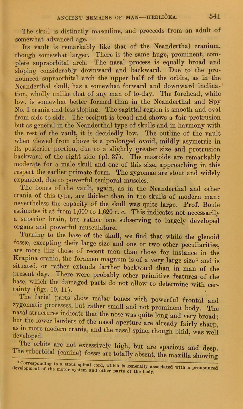 The skull is distinctly masculine, and proceeds from an adult of somewhat advanced age. Its vault is remarkably like that of the Neanderthal cranium, though somewhat larger. There is the same huge, prominent, com- plete supraorbital arch. The nasal process is equally broad and sloping considerably downward and backward. Due to the pro- nounced supraorbital arch the upper half of the orbits, as in the Neanderthal skull, has a somewhat forward and downward inclina- tion, wholly unlike that of any man of to-day. The forehead, while low, is somewhat better formed than in the Neanderthal and Spy No. I crania and less sloping. The sagittal region is smooth and oval from side to side. The occiput is broad and shows a fair protrusion but as general in the Neanderthal type of skulls and in harmony with the rest of the vault, it is decidedly low. The outline of the vault when viewed from above is a prolonged ovoid, mildly asymetric in its posterior portion, due to a slightly greater size and protrusion backward of the right side (pi. 37). The mastoids are remarkably moderate for a male skull and one of this size, approaching in this respect the earlier primate form. The zygomae are stout and widely expanded, due to powerful teniporal muscles. The bones of the vault, again, as in the Neanderthal and other crania of this type, are thicker than in the skulls of modem man; nevertheless the capacity of the skull was quite large. Prof. Boule estimates it at from 1,600 to 1,620 c. c. This indicates not necessarily a superior brain, but rather one subserving to largely developed organs and powerful musculature. Turning to the base of the skull, we find that while the glenoid fossae^ excepting their large size and one or two other peculiarities, are more like those of recent man than those for instance in the Krapina crania, the foramen magnum is of a very large size ^ and is situated, or rather extends farther backward than in man of the present day. There were probably other primitive features of the base, which the damaged parts do not allow to determine with cer- tainty (figs. 10, 11). The facial parts show malar bones with powerful frontal and zygomatic precedes, but rather small and not prominent body. The nasal structures indicate that the nose was quite long and very broad • but the lower borders of the nasal aperture are already fairly sharp^ as in more modern crania, and the nasal spine, though bifid, was well developed. The orbits are not excessively high, but are spacious and deep. Ihe suborbital (canine) fossae are totally absent, the maxilla showing devSrmrtTtL‘motorsys?em'‘Ld ^ “ pronounced