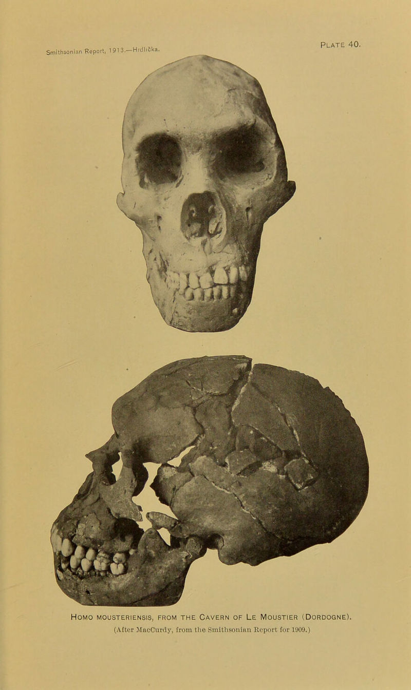 Homo mousteriensis, from the Cavern of Le Moustier (Dordogne). (After MncCurcly, from tlie Smitlisoniun Report for 1909.)