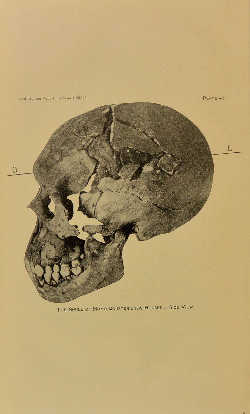 The Skull of Homo mousteriensis Houseri. Side View.