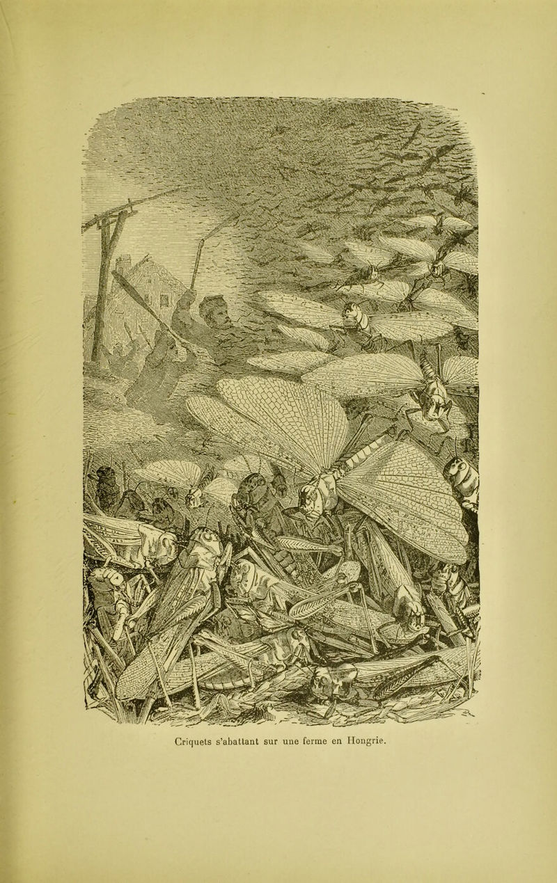 Criquets s’abattant sur une ferme en Hongrie.
