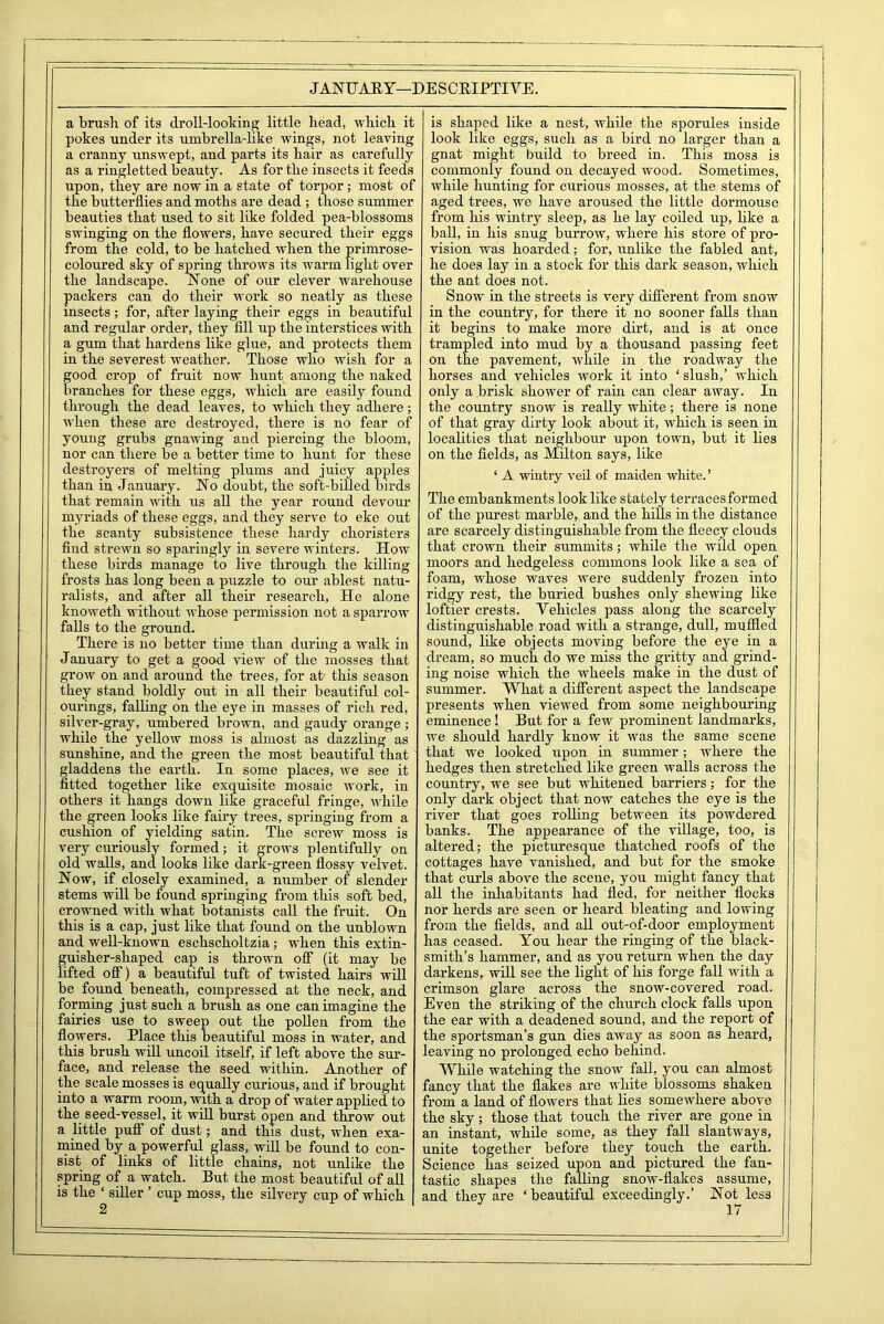 JANUAEY—DESCRIPTIVE. a brush of its droll-looking little head, which it pokes under its umbrella-like wings, not leaving a cranny unswept, and parts its hair as carefully as a ringletted beauty. As for the insects it feeds upon, they are now in a state of torpor; most of the butterflies and moths are dead ; those summer beauties that used to sit like folded pea-blossoms swinging on the flowers, have secured their eggs from the cold, to be hatched when the primrose- coloured sky of spring throws its warm light over the landscape. None of our clever warehouse packers can do their -work so neatly as these insects; for, after laying their eggs in beautiful and regular order, they fill up the interstices with a gum that hardens like glue, and protects them in the severest weather. Those who wish for a good crop of fruit now hunt among the naked branches for these eggs, which are easily found through the dead leaves, to which they adhere; when these are destroyed, there is no fear of young grubs gnawing and piercing the bloom, nor can there be a better time to hunt for these destroyers of melting plums and juicy apples than in January. Wo doubt, the soft-billed birds that remain with us all the year round devour myriads of these eggs, and they serve to eke out the scanty subsistence these hardy choristers find strewn so sparingly in severe winters. How these birds manage to live through the killing frosts has long been a puzzle to our ablest natu- ralists, and after all their research, He alone knoweth without whose permission not a sparrow falls to the ground. There is no better time than during a walk in January to get a good view of the mosses that grow on and around the trees, for at this season they stand boldly out in all their beautiful col- ourings, falling on the eye in masses of rich red, silver-gray, umbered brown, and gaudy orange ; while the yellow moss is almost as dazzling as sunshine, and the green the most beautiful that tladdens the earth. In some places, we see it tted together like exquisite mosaic work, in others it hangs down like graceful fringe, while the green looks like fairy trees, springing from a cushion of yielding satin. The screw moss is very curiously formed; it grows plentifully on old walls, and looks like dark-green flossy velvet. Now, if closely examined, a number of slender stems will be found springing from this soft bed, crowned with what botanists call the fruit. On this is a cap, just like that found on the unblown and well-known eschscholtzia; when this extin- guisher-shaped cap is thrown off (it may be lifted off) a beautiful tuft of twisted hairs will be found beneath, compressed at the neck, and forming just such a brush as one can imagine the fairies use to sweep out the pollen from the flowers. Place this beautiful moss in water, and this brush will uncoil itself, if left above the sur- face, and release the seed within. Another of the scale mosses is equally curious, and if brought into a warm room, with a drop of water applied to the seed-vessel, it will burst open and throw out a little puff of dust; and this dust, when exa- mined by a powerful glass, will be found to con- sist of links of little chains, not unlike the spring of a watch. But the most beautiful of all is the ‘ siller ’ cup moss, the silvery cup of which 2 is shaped like a nest, while the sporules inside look like eggs, such as a bird no larger than a gnat might build to breed in. This moss is commonly found on decayed wood. Sometimes, while hunting for curious mosses, at the stems of aged trees, we have aroused the little dormouse from his wintry sleep, as he lay coiled up, like a ball, in his snug burrow, where his store of pro- vision was hoarded; for, unlike the fabled ant, he does lay in a stock for this dark season, which the ant does not. Snow in the streets is very different from snow in the country, for there it no sooner falls than it begins to make more dirt, and is at once trampled into mud by a thousand passing feet on the pavement, while in the roadway the horses and vehicles work it into ‘ slush,’ which only a brisk shower of ram can clear away. In the country snow is really white; there is none of that gray dirty look about it, which is seen in localities that neighbour upon town, but it lies on the fields, as Milton says, like ‘ A wintry veil of maiden white.’ The embankments look like stately terraces formed of the purest marble, and the hills in the distance are scarcely distinguishable from the fleecy clouds that crown their summits; while the wild open moors and hedgeless commons look like a sea of foam, whose waves were suddenly frozen into ridgy rest, the buried bushes only shewing like loftier crests. Vehicles pass along the scarcely distinguishable road with a strange, dull, muffled sound, like objects moving before the eye in a dream, so much do we miss the gritty and grind- ing noise which the wheels make in the dust of summer. What a different aspect the landscape presents when viewed from some neighbouring eminence! But for a few prominent landmarks, we should hardly know it was the same scene that we looked upon in summer; where the hedges then stretched like green walls across the country, we see but whitened barriers; for the only dark object that now catches the eye is the river that goes rolling between its powdered banks. The appearance of the village, too, is altered; the picturesque thatched roofs of the cottages have vanished, and but for the smoke that curls above the scene, you might fancy that all the inhabitants had fled, for neither flocks nor herds are seen or heard bleating and lowing from the fields, and all out-of-door employment has ceased. You hear the ringing of the black- smith’s hammer, and as you return when the day darkens, will see the light of his forge fall with a crimson glare across the snow-covered road. Even the striking of the church clock falls upon the ear with a deadened sound, and the report of the sportsman’s gun dies away as soon as heard, leaving no prolonged echo behind. While watching the snow fall, you can almost fancy that the flakes are white blossoms shaken from a land of flowers that lies somewhere above the sky; those that touch the river are gone in an instant, while some, as they fall slantways, unite together before they touch the earth. Science has seized upon and pictured the fan- tastic shapes the falling snow-flakes assume, and they are ‘beautiful exceedingly.’ Not less