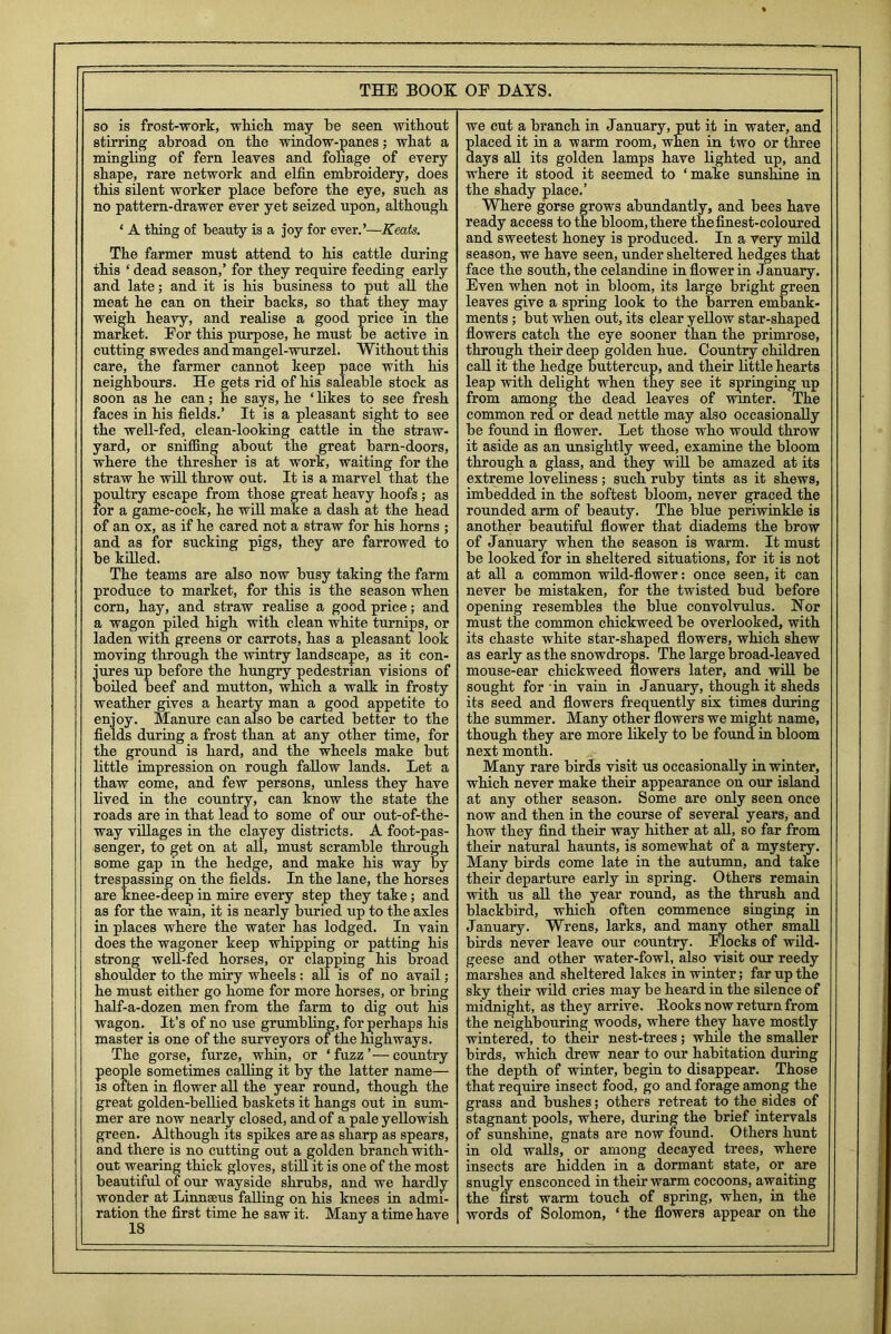 so is frost-work, which, may he seen without stirring abroad on the window-panes; what a mingling of fern leaves and fohage of every shape, rare network and elfin embroidery, does this silent worker place before the eye, such as no pattern-drawer ever yet seized upon, although ‘ A thing of beauty is a joy for ever.’—Keats. The farmer must attend to his cattle during this ‘ dead season,’ for they require feeding early and late; and it is his business to put all the meat he can on their hacks, so that they may weigh heavy, and realise a good price in the market. For this purpose, he must be active in cutting swedes and mangel-wurzel. Without this care, the farmer cannot keep pace with his neighbours. He gets rid of his saleable stock as soon as he can; he says, he ‘ likes to see fresh faces in his fields.’ It is a pleasant sight to see the well-fed, clean-looking cattle in the straw- yard, or sniffing about the great barn-doors, where the thresher is at work, waiting for the straw he will throw out. It is a marvel that the poultry escape from those great heavy hoofs ; as for a game-cock, he will make a dash at the head of an ox, as if he cared not a straw for his horns ; and as for sucking pigs, they are farrowed to be killed. The teams are also now busy taking the farm produce to market, for this is the season when corn, hay, and straw realise a good price; and a wagon piled high with clean white turnips, or laden with greens or carrots, has a pleasant look moving through the wintry landscape, as it con- jures up before the hungry pedestrian visions of boiled beef and mutton, which a walk in frosty weather gives a hearty man a good appetite to enjoy. Manure can also be carted better to the fields during a frost than at any other time, for the ground is hard, and the wheels make but little impression on rough fallow lands. Let a thaw come, and few persons, unless they have lived in the country, can know the state the roads are in that lead to some of our out-of-the- way villages in the clayey districts. A foot-pas- senger, to get on at all, must scramble through some gap in the hedge, and make his way by trespassing on the fields. In the lane, the horses are knee-deep in mire every step they take; and as for the wain, it is nearly buried up to the axles in places where the water has lodged. In vain does the wagoner keep whipping or patting his strong well-fed horses, or clapping his broad shoulder to the miry wheels : all is of no avail; he must either go home for more horses, or bring half-a-dozen men from the farm to dig out his wagon. It’s of no use grumbling, for perhaps his master is one of the surveyors of the highways. The gorse, furze, whin, or ‘fuzz’—country people sometimes calling it by the latter name— is often in flower all the year round, though the great golden-bellied baskets it hangs out in sum- mer are now nearly closed, and of a pale yellowish green. Although its spikes are as sharp as spears, and there is no cutting out a golden branch with- out wearing thick gloves, still it is one of the most beautiful of our wayside shrubs, and we hardly wonder at Linnaeus falling on his knees in admi- ration the first time he saw it. Manv a time have 18 we cut a branch in January, put it in water, and placed it in a warm room, when in two or three days all its golden lamps have lighted up, and where it stood it seemed to ‘make sunshine in the shady place.’ Where gorse grows abundantly, and bees have ready access to the bloom, there the finest-coloured and sweetest honey is produced. In a very mild season, we have seen, under sheltered hedges that face the south, the celandine in flower in January. Even when not in bloom, its large bright green leaves give a spring look to the barren embank- ments ; but when out, its clear yellow star-shaped flowers catch the eye sooner than the primrose, through their deep golden hue. Country children call it the hedge buttercup, and their little hearts leap with delight when they see it springing up from among the dead leaves of winter. The common red or dead nettle may also occasionally be found in flower. Let those who would throw it aside as an unsightly weed, examine the bloom through a glass, and they will be amazed at its extreme loveliness ; such ruby tints as it shews, imbedded in the softest bloom, never graced the rounded arm of beauty. The blue periwinkle is another beautiful flower that diadems the brow of January when the season is warm. It must be looked for in sheltered situations, for it is not at all a common wild-flower: once seen, it can never be mistaken, for the twisted bud before opening resembles the blue convolvulus. Nor must the common chickweed be overlooked, with its chaste white star-shaped flowers, which shew as early as the snowdrops. The large broad-leaved mouse-ear chickweed flowers later, and will be sought for in vain in January, though it sheds its seed and flowers frequently six times during the summer. Many other flowers we might name, though they are more likely to be found in bloom next month. Many rare birds visit us occasionally in winter, which never make their appearance on our island at any other season. Some are only seen once now and then in the course of several years, and how they find their way hither at all, so far from their natural haunts, is somewhat of a mystery. Many birds come late in the autumn, and take their departure early in spring. Others remain with us all the year round, as the thrush and blackbird, which often commence singing in January. Wrens, larks, and many other small birds never leave our country. Flocks of wild- geese and other water-fowl, also visit our reedy marshes and sheltered lakes in winter; far up the sky their wild cries may be heard in the silence of midnight, as they arrive. Kooks now return from the neighbouring woods, where they have mostly wintered, to their nest-trees; while the smaller birds, which drew near to our habitation during the depth of winter, begin to disappear. Those that require insect food, go and forage among the grass and bushes; others retreat to the sides of stagnant pools, where, during the brief intervals of sunshine, gnats are now found. Others hunt in old walls, or among decayed trees, where insects are hidden in a dormant state, or are snugly ensconced in their warm cocoons, awaiting the first warm touch of spring, when, in the words of Solomon, ‘ the flowers appear on the