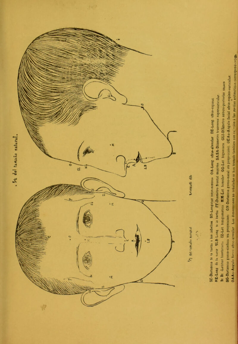 5^ ¿t\ tArfuáo Kiturxl ( dC'Dislancia le la ?art>á a los ¿abelloa SO-Lon^ituo otno-siniisu OA-Long otrio-alveolar OE-Long. ofno-cspinal A>C-Loog de la nan? SLB-Long it ia barba FF-Diamrlro frontal mínimo SASA-Díámetro trasverso superauricuUr. Bf Bt -Latitud biorbnaru ZZ-Lat bizigomática ttM-Lat bimalar GG-Lat bigoniaca GLI-Dilmetro ántero-posterior iniaco S<r-Di8tancia gonio-sinfisia (en proyeccloni GN-Distancia gomo-nasal len proyección). OEAu-Angulo facial ofrio-espino-auricular, OAAu-Angulo ofno-alveolar Las dimensiones no señaladas se han trazado también con si^-ción á las mediasVilméticas correspondicniijí.