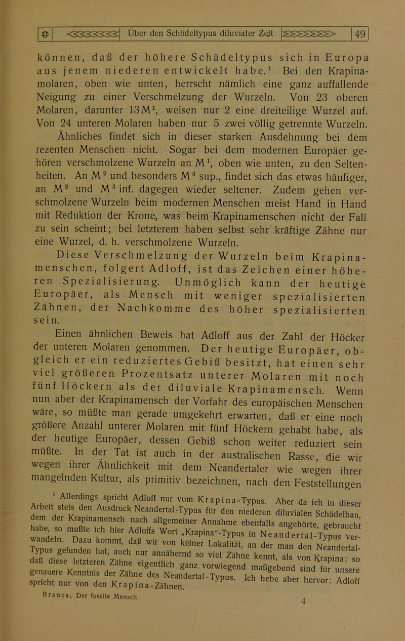 können, daß der höhere Schädeltypus sich in Europa aus jenem niederen entwickelt habe.1 Bei den Krapina- molaren, oben wie unten, herrscht nämlich eine ganz auffallende Neigung zu einer Verschmelzung der Wurzeln. Von 23 oberen Molaren, darunter 13M1, weisen nur 2 eine dreiteilige Wurzel auf. Von 24 unteren Molaren haben nur 5 zwei völlig getrennte Wurzeln. Ähnliches findet sich in dieser starken Ausdehnung bei dem rezenten Menschen nicht. Sogar bei dem modernen Europäer ge- hören verschmolzene Wurzeln an M \ oben wie unten, zu den Selten- heiten. An M2 und besonders M3 sup., findet sich das etwas häufiger, an M2 und M3inf. dagegen wieder seltener. Zudem gehen ver- schmolzene Wurzeln beim modernen Menschen meist Hand in Hand mit Reduktion der Krone, was beim Krapinamenschen nicht der Fall zu sein scheint; bei letzterem haben selbst sehr kräftige Zähne nur eine Wurzel, d. h. verschmolzene Wurzeln. Diese Verschmelzung der Wurzeln beim Krapina- menschen, folgert Adloff, ist das Zeichen einer höhe- ren Spezialisierung. Unmöglich kann der heutige Europäer, als Mensch mit weniger spezialisierten Zähnen, der Nachkomme des höher spezialisierten sein. Einen ähnlichen Beweis hat Adloff aus der Zahl der Höcker der unteren Molaren genommen. Der heutige Europäer, ob- gleich er ein reduziertes Gebiß besitzt, hat einen'sehr viel größeren Prozentsatz unterer Molaren mit noch fünf Höckern als der diluviale Krapinamensch. Wenn nun aber der Krapinamensch der Vorfahr des europäischen Menschen wäre, so müßte man gerade umgekehrt erwarten, daß er eine noch größere Anzahl unterer Molaren mit fünf Höckern gehabt habe, als der heutige Europäer, dessen Gebiß schon weiter reduziert sein müßte. In der Tat ist auch in der australischen Rasse, die wir wegen ihrer Ähnlichkeit mit dem Neandertaler wie wegen ihrer mangelnden Kultur, als primitiv bezeichnen, nach den Feststellungen 1 Allerdings spricht Adloff nur vom Krapi na-Typus. Aber da ich in dieser Arbeit stets den Ausdruck Neandertal-Typus für den niederen diluvialen Schädelbau dem der Krapinamensch nach allgemeiner Annahme ebenfalls angehörte gebraucht windeln0 n f 7 W°r‘ ■*»*“■-1*1» * Ne.n/ert.i T?“ wandeln. Dazu kommt, daß wir von keiner Lokalität, an der man den Neandertal- Typus gefunden hat, auch nur annähernd so viel Zähne kennt aic v SSrtrSS B ran ca, Der fossile Mensch 4