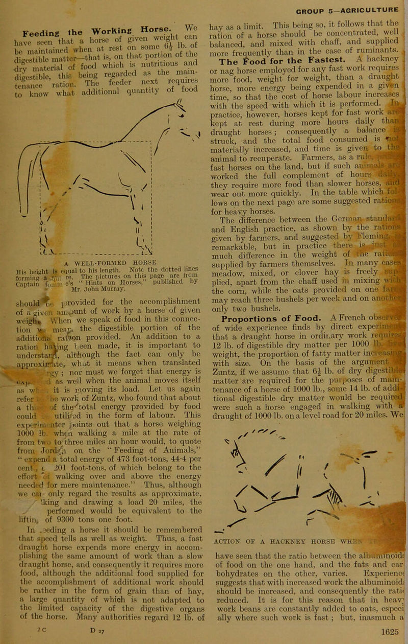 Wo tenance ration. hay as a limit. This being so, it follows that the ration of a horse should be concentrated, well balanced, and mixed with chaff, and supplied more frequently than in the case of ruminants. 1 The Food for the Fastest. A hackney . or nag horse employed for any fast work requites i more food, weight for weight, than a draught horse, more energy being expended in a given 1 time, so that the cost of horse labour increases J with the speed with which it is performed. practice, however, horses kept for fast work art kept at rest during more hours daily thafl draught horses; consequently a balance * struck, and the total food consumed is Wj materially increased, and time is given tot A WELL-FORMED HORSE His heishfc is equal to liis length. Note the (lotted lines forming a #; re. The pictures on this page are from Captain f0 mn e’s “ Hints on Horses, published by Mr. John Murray. should Ty provided for the accomplishment of a aiven amount of work by a horse of given weight, When we speak of food in this connec- tion v 1 menu. the digestible portion of the addition.; ralvon provided. An addition to a ration liaVing 1 een made, it is important to understand, although the fact can only be approx iirrlite, what it means when translated rgy ; nor must we forget that energy is ' ca|a :i as wed when the animal moves itself as wfi . it is moving its load. Let us again refer . he work of Zuntz, who found that about a thi* if the-'total energy provided by food could utilized in the form of labour. This experinv nter points out that a horse weighing 1000 lb. when walking a mile at the rate of from two to three miles an hour would, to quote from Jord/p on the “ Feeding of Animals,” “ expend a total energy of 473 foot-tons, 44-4 per cent., c 201 foot-tons, of which belong to the effort Li walking over and above the energy needed for mere maintenance.” Thus, although we cai only regard the results as approximate, /' Iking and drawing a load 20 miles, the performed would be equivalent to the lifting of 9300 tons one foot. In meding a horse it should be remembered that speed tells as well as weight. Thus, a fast draught horse expends more energy in accom- plishing the same amount of work than a slow draught horse, and consequently it requires more food, although the additional food supplied for the accomplishment of additional work should be rather in the form of grain than of hay, a large quantity of which is not adapted to the limited capacity of the digestive organs of the horse. Many authorities regard 12 lb. of animal to recuperate. Farmers, as a rule. fast horses on the land, but if such animals worked the full complement of hours daiJ^ they require more food than slower horses, wear out more quickly. In the table which jfol lows on the next page are some suggested ratios for heavy horses. The difference between the German standar and English practice, as shown by the ratier given by farmers, and suggested by b leminr remarkable, but in practice shere i& .just much difference in the weight of tne rat supplied by farmers themselves. In many case meadow, mixed, or clover hay is freely plied, apart from the chaff used in mixing the com, while the oats provided on one fa may reach three bushels per week and on anoi he only two bushels. Proportions of Food. A French obseiv of wide experience finds by direct experimi_ that a draught horse in ordinary work requires 12 lb. of digestible dry matter per 1000 !' weight, the proportion of fatty matter incfeasi: with size. On the basis of the argument Zuntz, if we assume that 61 lb. of dry digestible matter are required for the purposes of main- tenance of a horse of 1000 lb., some 14 lb. of adda-.’ tional digestible dry matter would be required were such a horse engaged in walking with a* draught of 1000 lb. on a level road for 20 miles. We ACTION OF have seen that the ratio between the albuminoid: of food on the one hand, and the fats and car bohydrates on the other, varies. Experienci suggests that with increased work the albuminoid: should be increased, and consequently the rati< reduced. It is for this reason that in hcav; work beans arc constantly added to oats, especi. ally where such work is fast; but, inasmuch a 2C