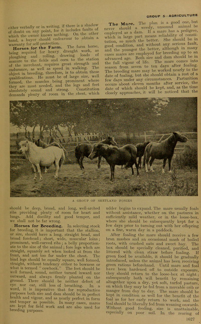 either verbally or in writing, if there is shadow Of doubt on any point, for it mciudes faults of which the owner knows nothing. On the other hand, a buyer should endeavour to obtain a warranty for self* protection. Horses for the Farm. The farm horse, being required for heavy draught work, as ploughing and rolling, drawing loads of manure to the fields and corn to the station of tho merchant, requires great strength and endurance, as well as speed in walking, the object in breeding, therefore, is to obtain these qualifications. He must bo of large size, well formed, the muscles being prominent where they are most needed, and the legs and feet absolutely sound and strong. Constitution demands plenty of room in the chest, which The Mare. The plan is a good one but never should a weedy, unsound animal be employed as a dam. If a mare has a pedigree, which'in large part means reliability °f consti- tution, so much the better. She should be u good condition, and without any serious fault, and the younger the better, although in many cases mares are employed for breeding up to an advanced age. Both sire and dam should be in the full vigour of life. The mare comes into season from seven to ten days after foaling. The breeding mare may be worked nearly to the date of foaling, but she should obtain a rest of a few days under any circumstances. Parturition occurs about eleven months after service, the date of which should be kept, and, as the time nines a Itt n/nrvrna.flHfiS. it will 1)6 noticed thclt tll6 A GROUP OF SHETLAND PONIES should be deep, broad, and long, well-arched ribs providing plenty of room for heart and lungs. Add docility and good temper, and we shall not be far wrong. Horses for Breeding. In selecting stock for breeding, it is important that tho stallion, or sire, should have a long, straight head, and broad forehead; short, wide, muscular loins; prominent, well-curved ribs ; a belly proportion- ate to the size of the animal; fore legs whch are straight, squarely set when looked at from the front, and not too far under the chest. The hind legs should be equally square, well formed, straight, without tendency either to bowness or what is termed “ cowhock.” The feet should be well formed, sound, neither turned inward nor outward, and always firmly planted on the ground. There should be neither defect of eye nor ear, still less of breathing. In a word, it is imperative that for reproductive purposes both sire and dam should be in perfect health and vigour, and as nearly perfect in form and temper as possible. In many cases, mares are kept for field work and are also used for breeding purposes. udder begins to expand. The mare usually foals without assistance, whether on the pastures in sufficiently mild weather, or in the loose-box, where she should be subsequently kept for a few days prior to turning out with her offspring on a fine, warm day in a paddock. After foaling the mare should receive a few bran mashes and an occasional mash of boiled roots, with crushed oats and sweet hay. The box should be specially cleaned, purified, and littered with clean straw before foaling. If green food be available, it should be gradually introduced, unless the animal has been receiving green rations beforehand. Until mare and foal have been hardened off to outside exposure, they should return to the loose-box at night; subsequently both will benefit by remaining altogether upon a dry, yet soft, turfed pasture, on which they may be fed from a movable crib or manger from day to day. The mare should be kept in condition as well for the benefit of the foal as for her early return to work, and the foal should be liberally fed from weaning onwards. Without good feeding, size is unattainable, especially on poor soil. In the rearing of