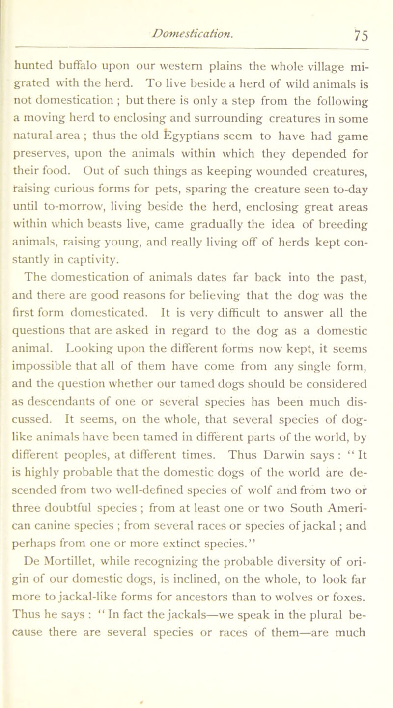 hunted buffalo upon our western plains the whole village mi- grated with the herd. To live beside a herd of wild animals is not domestication ; but there is only a step from the following a moving herd to enclosing and surrounding creatures in some natural area ; thus the old Egyptians seem to have had game preserves, upon the animals within which they depended for their food. Out of such things as keeping wounded creatures, raising curious forms for pets, sparing the creature seen to-day until to-morrow, living beside the herd, enclosing great areas within which beasts live, came gradually the idea of breeding animals, raising young, and really living off of herds kept con- stantly in captivity. The domestication of animals dates far back into the past, and there are good reasons for believing that the dog was the first form domesticated. It is very difficult to answer all the questions that are asked in regard to the dog as a domestic animal. Looking upon the different forms now kept, it seems impossible that all of them have come from any single form, and the question whether our tamed dogs should be considered as descendants of one or several species has been much dis- cussed. It seems, on the whole, that several species of dog- like animals have been tamed in different parts of the world, by different peoples, at different times. Thus Darwin says : “ It is highly probable that the domestic dogs of the world are de- scended from two well-defined species of wolf and from two or three doubtful species ; from at least one or two South Ameri- can canine species ; from several races or species of jackal; and perhaps from one or more extinct species.” De Mortillet, while recognizing the probable diversity of ori- gin of our domestic dogs, is inclined, on the whole, to look far more to jackal-like forms for ancestors than to wolves or foxes. Thus he says : “ In fact the jackals—we speak in the plural be- cause there are several species or races of them—are much