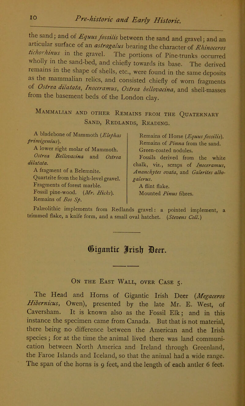 the sand; and of Equus fossilis between the sand and gravel; and an articular surface of an astragalus bearing the character of Rhinoceros tichorhinus in the gravel. The portions of Pine-trunks occurred wholly in the sand-bed, and chiefly towards its base. The derived remains in the shape of shells, etc., were found in the same deposits as the mammalian relics, and consisted chiefly of worn fragments of Ostrea dilatata, Inoceramus, Ostrea bellovacina, and shell-masses from the basement beds of the London clay. Mammalian and other Remains from the Quaternary Sand, Redlands, Reading. A bladebone of Mammoth (Elephas primigenius). A lower right molar of Mammoth. Ostrea Bellovacina and Ostrea dilatata. A fragment of a Belemnite. Quartzite from the high-level gravel. Fragments of forest marble. Fossil pine-wood. (Mr. Hicks). Remains of Bos Sp. Remains of Horse (Equus fossilis). Remains of Pinna from the sand. Green-coated nodules. Fossils derived from the white chalk, viz., scraps of Inoceramus, Ananchytes ovata, and Galerites albo- galerus. A flint flake. Mounted Pitius fibres. Palaeolithic implements from Redlands gravel: a pointed implement, a trimmed flake, a knife form, and a small oval hatchet. (Stevens Coll.) (Sigantic frislj Dm4. On the East Wall, over Case 5. The Head and Horns of Gigantic Irish Deer (.Megaceros Hibernicus, Owen), presented by the late Mr. E. West, of Caversham. It is known also as the Fossil Elk; and in this instance the specimen came from Canada. But that is not material, there being no difference between the American and the Irish species; for at the time the animal lived there was land communi- cation between North America and Ireland through Greenland, the Faroe Islands and Iceland, so that the animal had a wide range. The span of the horns is 9 feet, and the length of each antler 6 feet.