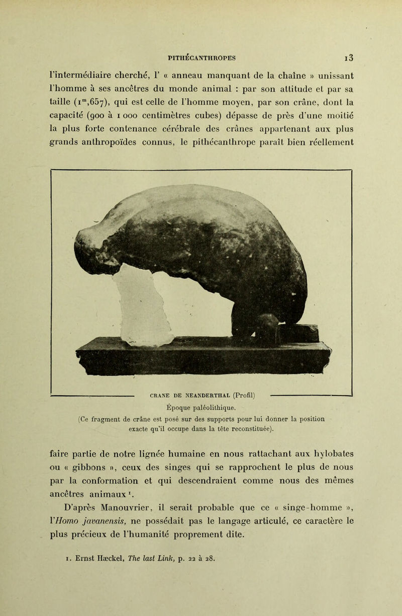 l’intermédiaire cherché, 1’ « anneau manquant de la chaîne » unissant l’homme à ses ancêtres du monde animal : par son attitude et par sa taille (i“,657), qui est celle de l’homme moyen, par son crâne, dont la capacité (900 à i 000 centimètres cubes) dépasse de près d’une moitié la plus forte contenance cérébrale des crânes appartenant aux plus grands anthropoïdes connus, le pithécanthrope paraît bien réellement CRANE DE NEANDERTHAL (Profil) Époque paléolithique. (Ce fragment de crâne est posé sur des supports pour lui donner la position exacte qu’il occupe dans la tête reconstituée). faire partie de notre lignée humaine en nous rattachant aux hylobates ou « gibbons », ceux des singes qui se rapprochent le plus de nous par la conformation et qui descendraient comme nous des mêmes ancêtres animaux'. D’après Manouvrier, il serait probable que ce « singe-homme », YHomo javanensis, ne possédait pas le langage articulé, ce caractère le plus précieux de l’humanité proprement dite. I. Ernst Hæckel, The last Link, p. 22 à 28.