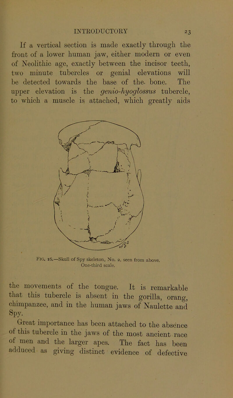 If a vertical section is made exactly through the front of a lower human jaw, either modern or even of Neolithic age, exactly between the incisor teeth, two minute tubercles or genial elevations will be detected towards the base of the. bone. The upper elevation is the genio-liyoglossus tubercle, to which a muscle is attached, which greatly aids the movements of the tongue. It is remarkable that this tubercle is absent in the gorilla, orang, chimpanzee, and in the human jaws of Naulette and Spy. Great importance has been attached to the absence of this tubercle in the jaws of the most ancient race of men and the larger apes. The fact has been adduced as giving distinct evidence of defective Fig. 16.—Skull of Spy skeleton, No. 2, seen from above. One-third scale.