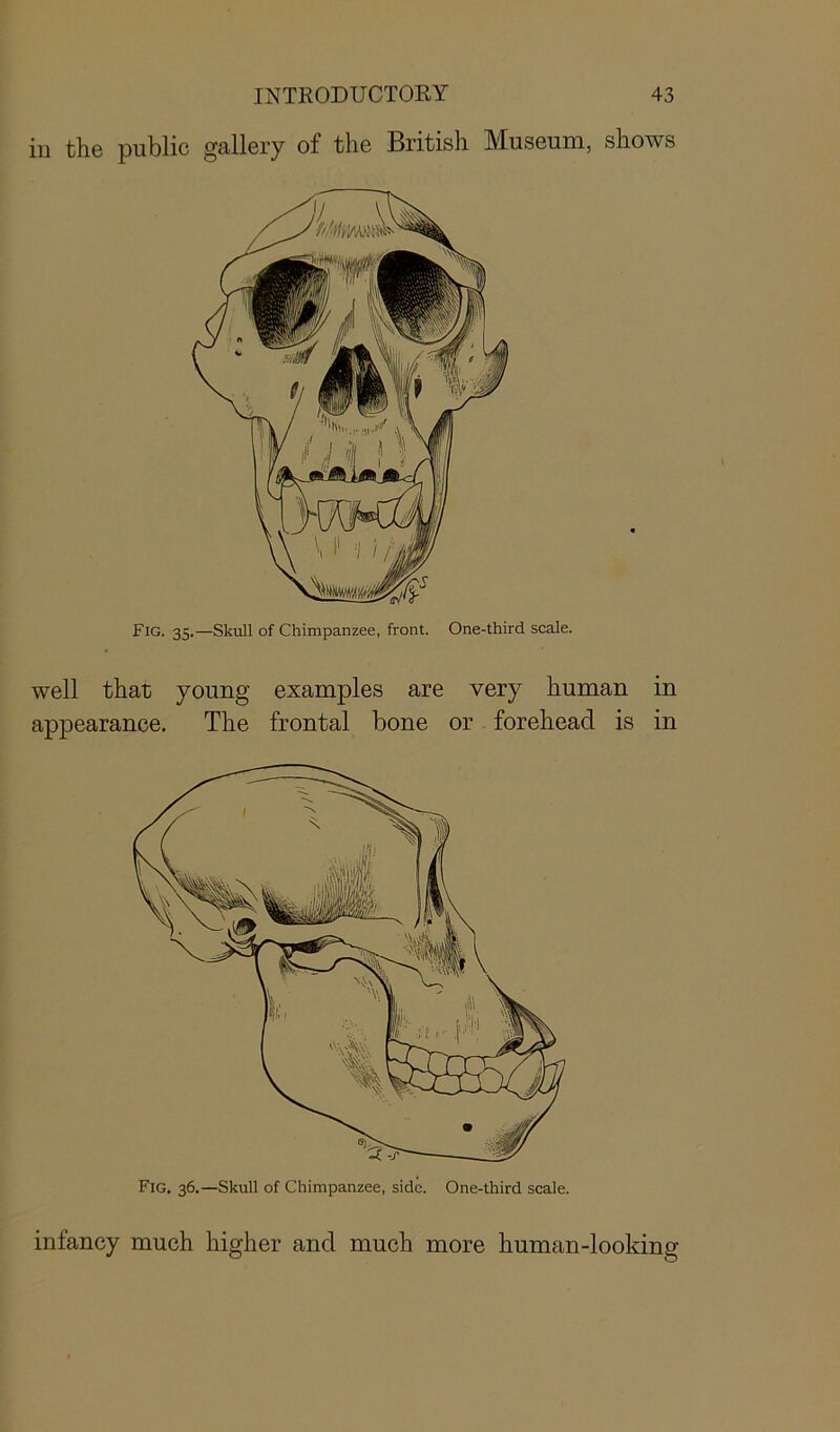 iii the public gallery of the British Museum, shows Fig. 35.—Skull of Chimpanzee, front. One-third scale. well that young examples are very human in appearance. The frontal bone or forehead is in Fig. 36.—Skull of Chimpanzee, side. One-third scale. infancy much higher and much more human-looking