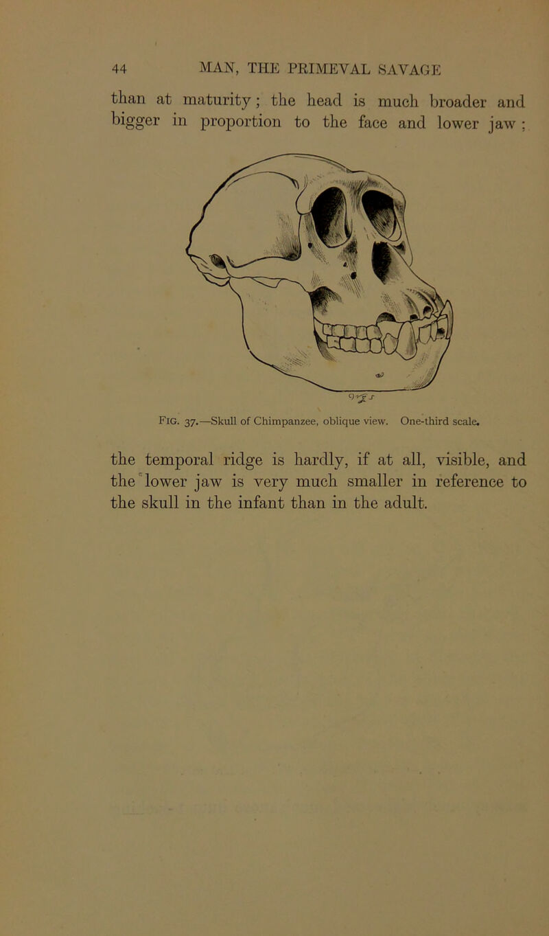 than at maturity; the head is much broader and bigger in proportion to the face and lower jaw : c;^_r \ Fig. 37.—Skull of Chimpanzee, oblique view. One-third scale. the temporal ridge is hardly, if at all, visible, and the lower jaw is very much smaller in reference to the skull in the infant than in the adult.