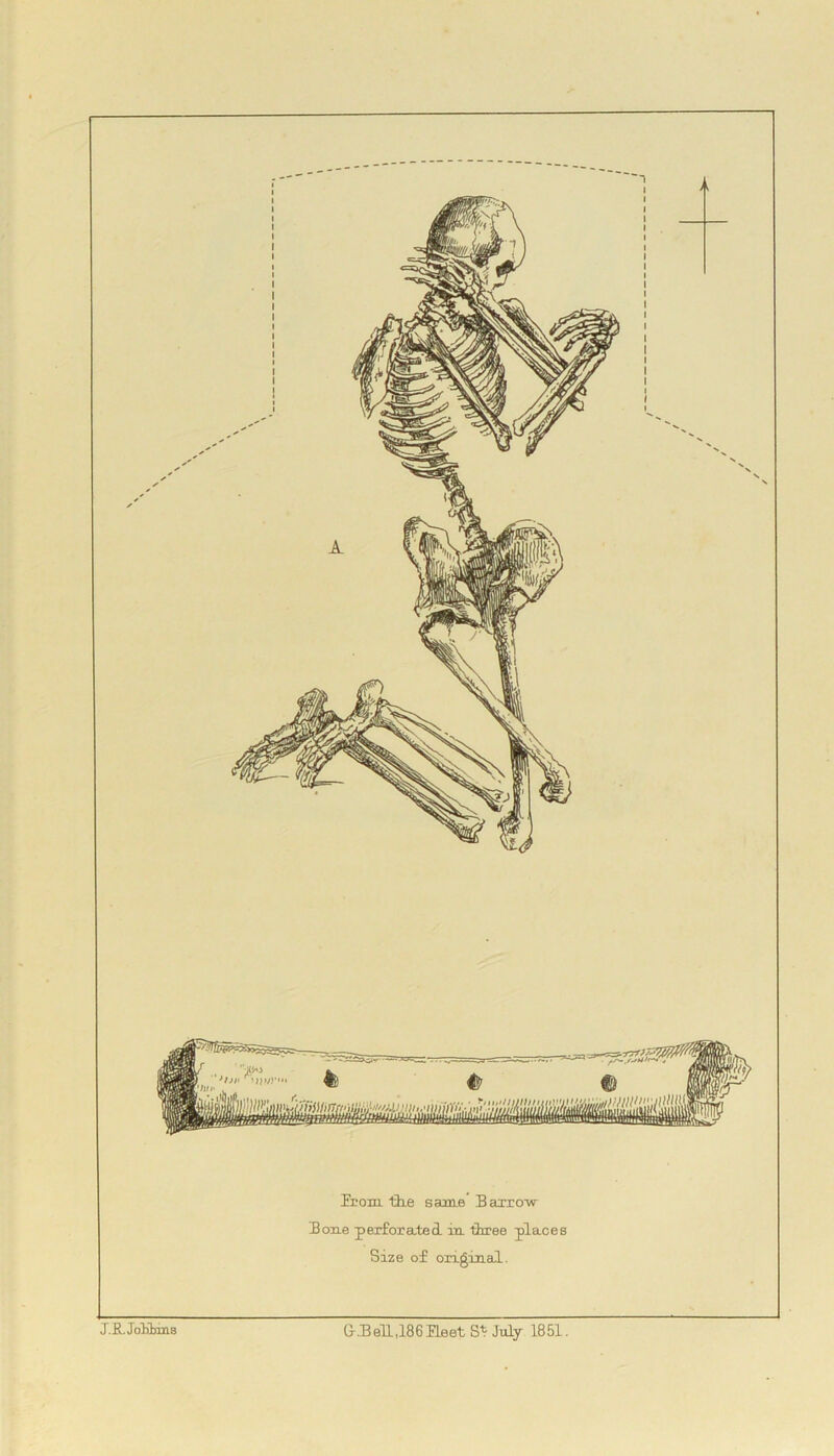 from th.e same Barrow Bone perforated in three places Size of original.