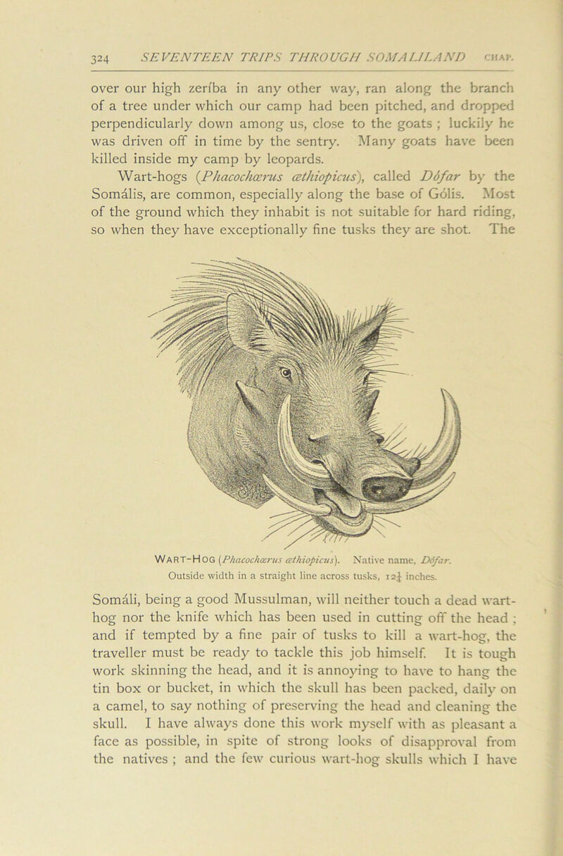 over our high zeriba in any other way, ran along the branch of a tree under which our camp had been pitched, and dropped perpendicularly down among us, close to the goats ; luckily he was driven off in time by the sentry. Many goats have been killed inside my camp by leopards. Wart-hogs (Phacochoerus cethiopicus), called Dofar by the Somalis, are common, especially along the base of Golis. Most of the ground which they inhabit is not suitable for hard riding, so when they have exceptionally fine tusks they are shot. The Wart-Hog [Phacochoerus cethiopicus). Native name, Difar. Outside width in a straight line across tusks, 12J inches. Somali, being a good Mussulman, will neither touch a dead wart- hog nor the knife which has been used in cutting ofif the head ; and if tempted by a fine pair of tusks to kill a wart-hog, the traveller must be ready to tackle this job himself. It is tough work skinning the head, and it is annoying to have to hang the tin box or bucket, in which the skull has been packed, daily on a camel, to say nothing of preserving the head and cleaning the skull. I have always done this work myself with as pleasant a face as possible, in spite of strong looks of disapproval from the natives ; and the few curious wart-hog skulls which I have