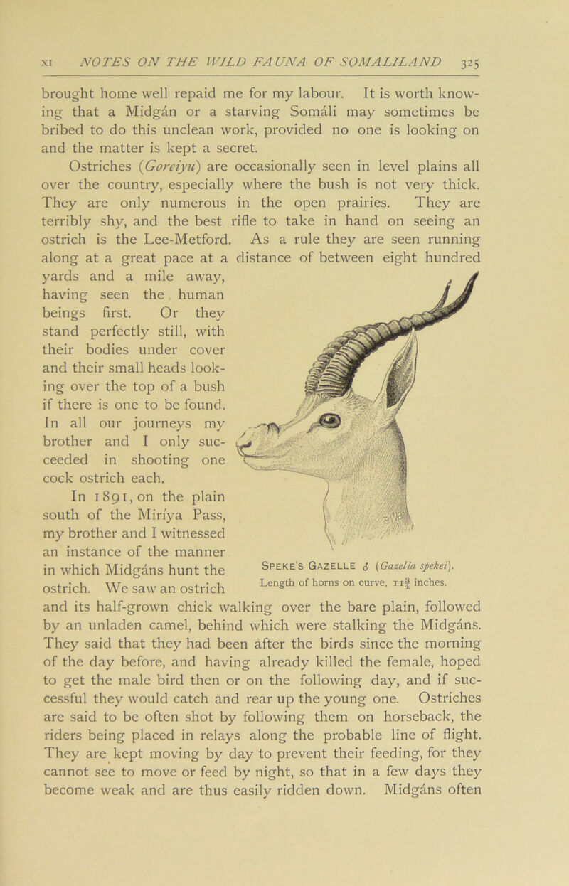 brought home well repaid me for my labour. It is worth know- ing that a Midgan or a starving Somali may sometimes be bribed to do this unclean work, provided no one is looking on and the matter is kept a secret. Ostriches (Goreiyu) are occasionally seen in level plains all over the country, especially where the bush is not very thick. They are only numerous in the open prairies. They are terribly shy, and the best rifle to take in hand on seeing an ostrich is the Lee-Metford. As a rule they are seen running along at a great pace at a distance of between eight hundred yards and a mile away, having seen the, human beings first. Or they stand perfectly still, with their bodies under cover and their small heads look- ing over the top of a bush if there is one to be found. In all our journeys my brother and I only suc- ceeded in shooting one cock ostrich each. In 1 891, on the plain south of the Miri'ya Pass, my brother and I witnessed an instance of the manner in which Midgans hunt the ostrich. We saw an ostrich and its half-grown chick walking over the bare plain, followed by an unladen camel, behind which were stalking the Midgans. They said that they had been after the birds since the morning of the day before, and having already killed the female, hoped to get the male bird then or on the following day, and if suc- cessful they would catch and rear up the young one. Ostriches are said to be often shot by following them on horseback, the riders being placed in relays along the probable line of flight. They are kept moving by day to prevent their feeding, for they cannot see to move or feed by night, so that in a few days they become weak and are thus easily ridden down. Midgdns often Speke's Gazelle $ (Gazella spekei). Length of horns on curve, 1 if inches.