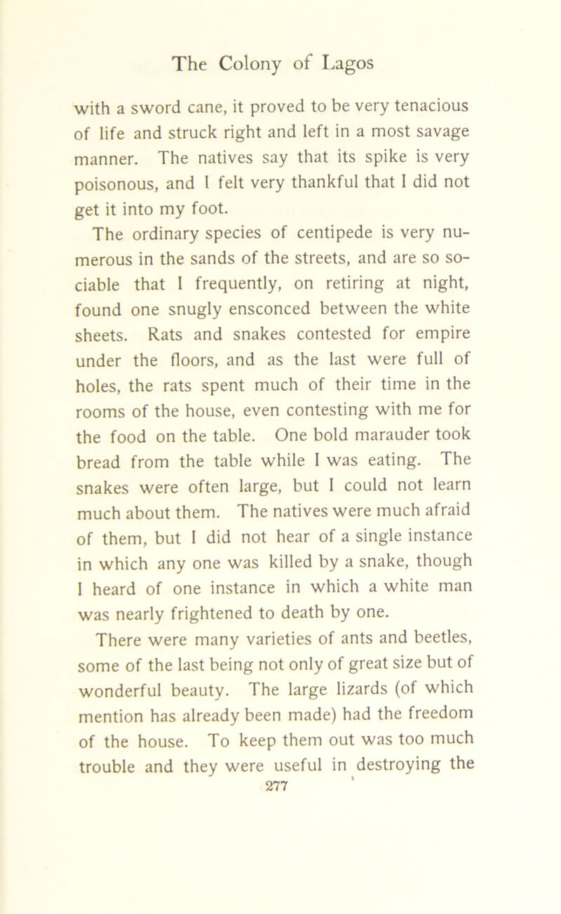 with a sword cane, it proved to be very tenacious of life and struck right and left in a most savage manner. The natives say that its spike is very poisonous, and 1 felt very thankful that I did not get it into my foot. The ordinary species of centipede is very nu- merous in the sands of the streets, and are so so- ciable that 1 frequently, on retiring at night, found one snugly ensconced between the white sheets. Rats and snakes contested for empire under the floors, and as the last were full of holes, the rats spent much of their time in the rooms of the house, even contesting with me for the food on the table. One bold marauder took bread from the table while 1 was eating. The snakes were often large, but I could not learn much about them. The natives were much afraid of them, but 1 did not hear of a single instance in which any one was killed by a snake, though I heard of one instance in which a white man was nearly frightened to death by one. There were many varieties of ants and beetles, some of the last being not only of great size but of wonderful beauty. The large lizards (of which mention has already been made) had the freedom of the house. To keep them out was too much trouble and they were useful in destroying the