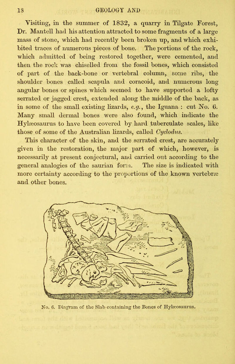 Visiting, in the summer of 1832, a quarry in Tilgate Forest, Dr. Mantell had his attention attracted to some fragments of a large mass of stone, which had recently been broken up, and which exhi- bited traces of numerous pieces of bone. The portions of the rock, which admitted of being restored together, were cemented, and then the rock was chiselled from the fossil bones, which consisted of part of the back-bone or vertebral column, some ribs, the shoulder bones called scapula and coracoid, and numerous long angular bones or spines which seemed to have supported a lofty serrated or jagged crest, extended along the middle of the back, as in some of the small existing lizards, e.g., the Iguana : cut No. 6. Many small dermal bones were also found, which indicate the Hylseosaurus to have been covered by hard tuberculate scales, like those of some of the Australian lizards, called Cyclodus. This character of the skin, and the serrated crest, are accurately given in the restoration, the major part of which, however, is necessarily at present conjectural, and carried out according to the general analogies of the saurian form. The size is indicated with more certainty according to the proportions of the known vertebra; and other bones. No. 6. Diagram of the Slab containing the Bones of Hylseosaurus.
