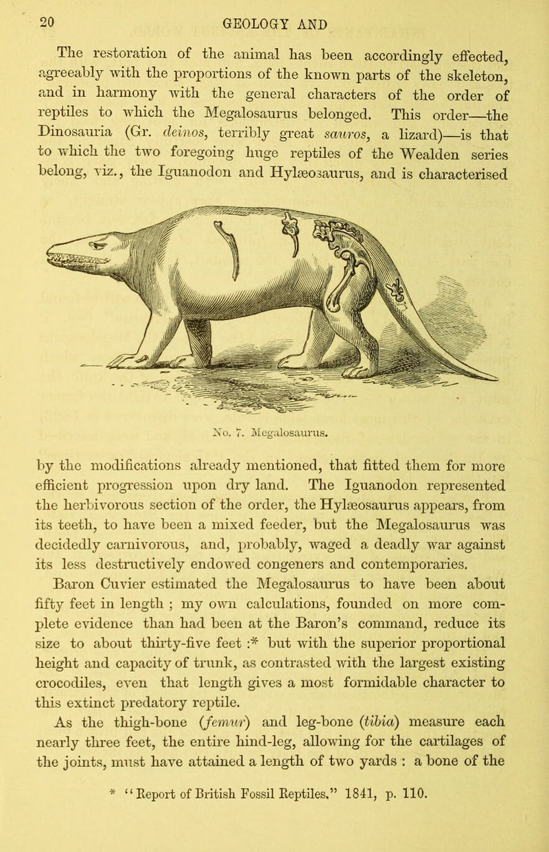 The restoration of the animal has been accordingly effected, agreeably with the proportions of the known parts of the skeleton, and in harmony with the general characters of the order of reptiles to which the Megalosaurus belonged. This order—the Dinosauria (Gr. deinos, terribly great sauros, a lizard)—is that to which the two foregoing huge reptiles of the Wealden series belong, viz., the Iguanodon and Hylaeosauras, and is characterised No. 7. Megalosaurus. by the modifications already mentioned, that fitted them for more efficient progression upon dry land. The Iguanodon represented the herbivorous section of the order, the Hylaeosaurus appears, from its teeth, to have been a mixed feeder, but the Megalosaurus was decidedly carnivorous, and, probably, waged a deadly war against its less destructively endowed congeners and contemporaries. Baron Cuvier estimated the Megalosaurus to have been about fifty feet in length ; my own calculations, founded on more com- plete evidence than had been at the Baron’s command, reduce its size to about thirty-five feet :* but with the superior proportional height and capacity of trunk, as contrasted with the largest existing crocodiles, even that length gives a most formidable character to this extinct predatory reptile. As the thigh-bone (femur) and leg-bone (tibia) measure each nearly three feet, the entire hind-leg, allowing for the cartilages of the joints, must have attained a length of two yards : a bone of the * “ Report of British Fossil Reptiles.” 1841, p. 110.