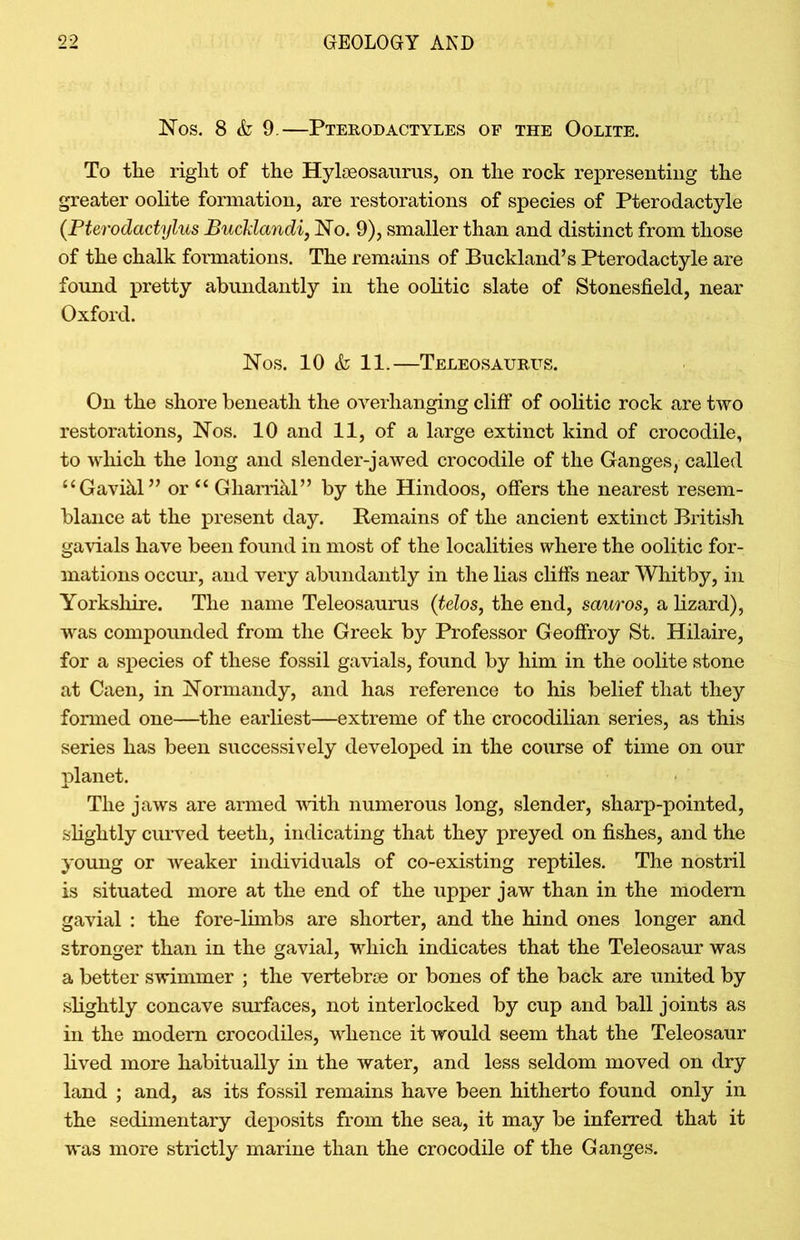 Nos. 8 & 9—Pterodactyles of the Oolite. To the right of the Hylaeosaurus, on the rock representing the greater oolite formation, are restorations of species of Pterodactyle (Pterodactylus Bucklandi, No. 9), smaller than and distinct from those of the chalk formations. The remains of Buckland’s Pterodactyle are found pretty abundantly in the oolitic slate of Stonesfield, near Oxford. Nos. 10 & 11.—Teleosaurus. On the shore beneath the overhanging cliff of oolitic rock are two restorations, Nos. 10 and 11, of a large extinct kind of crocodile, to which the long and slender-jawed crocodile of the Ganges, called “Gavihl” or “ Gharrihl” by the Hindoos, offers the nearest resem- blance at the present day. Remains of the ancient extinct British gavials have been found in most of the localities where the oolitic for- mations occur, and very abundantly in the lias cliffs near Whitby, in Yorkshire. The name Teleosaurus (telos, the end, sauros, a lizard), was compounded from the Greek by Professor Geoffroy St. Hilaire, for a species of these fossil gavials, found by him in the oolite stone at Caen, in Normandy, and has reference to his belief that they formed one—the earliest—extreme of the crocodilian series, as this series has been successively developed in the course of time on our planet. The jaws are armed with numerous long, slender, sharp-pointed, slightly curved teeth, indicating that they preyed on fishes, and the young or weaker individuals of co-existing reptiles. The nostril is situated more at the end of the upper jaw than in the modern gavial : the fore-limbs are shorter, and the hind ones longer and stronger than in the gavial, which indicates that the Teleosaur was a better swimmer ; the vertebrae or bones of the back are united by slightly concave surfaces, not interlocked by cup and ball joints as in the modern crocodiles, whence it would seem that the Teleosaur lived more habitually in the water, and less seldom moved on dry land ; and, as its fossil remains have been hitherto found only in the sedimentary deposits from the sea, it may be inferred that it was more strictly marine than the crocodile of the Ganges.