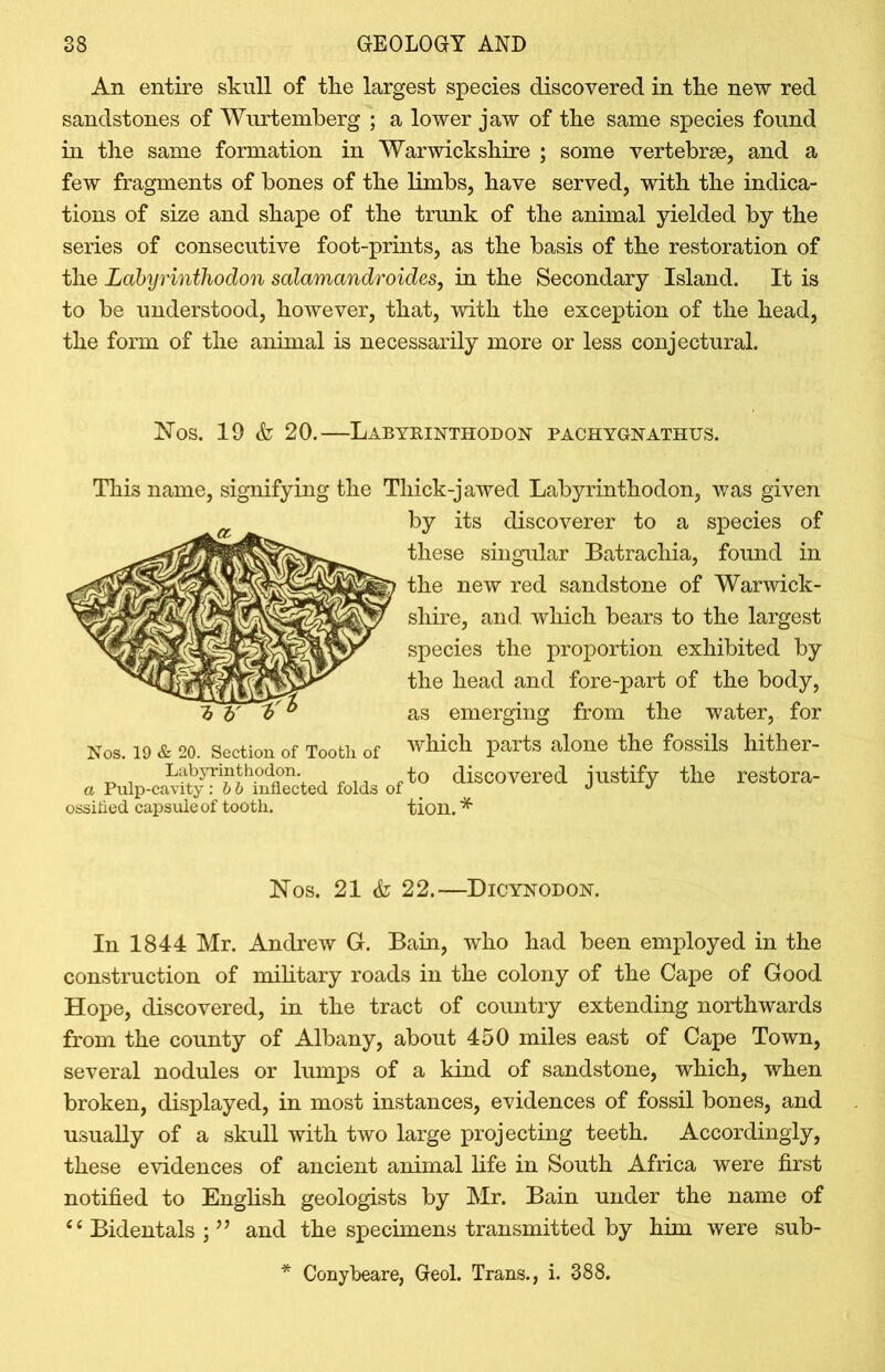 An entire skull of the largest species discovered in the new red sandstones of Wurtemberg ; a lower jaw of the same species found in the same formation in Warwickshire ; some vertebrae, and a few fragments of bones of the limbs, have served, with the indica- tions of size and shape of the trunk of the animal yielded by the series of consecutive foot-prints, as the basis of the restoration of the Labyrinthodon salamandroides, in the Secondary Island. It is to be understood, however, that, with the exception of the head, the form of the animal is necessarily more or less conjectural. Nos. 19 & 20.—Labyrinthodon pachygnathus. This name, signifying the Thick-jawed Labyrinthodon, was given by its discoverer to a species of these singular Batrachia, found in the new red sandstone of Warwick- shire, and which bears to the largest species the proportion exhibited by the head and fore-part of the body, as emerging from the water, for Nos. 19 & 20. Section of Tooth of which Parts alone the fossils hither- Labyrinthodon. to discovered justify the restora- a Pulp-cavity: b b inflected folds of ° J ossified capsule of tooth. tion. * Nos. 21 & 22.—Dicynodon. In 1844 Mr. Andrew G. Bain, who had been employed in the construction of military roads in the colony of the Cape of Good Hope, discovered, in the tract of country extending northwards from the county of Albany, about 450 miles east of Cape Town, several nodules or lumps of a kind of sandstone, which, when broken, displayed, in most instances, evidences of fossil bones, and usually of a skull with two large projecting teeth. Accordingly, these evidences of ancient animal life in South Africa were first notified to English geologists by Mr. Bain under the name of 4 £ Bidentals ; ” and the specimens transmitted by him were sub- * Conybeare, Geol. Trans., i. 388.