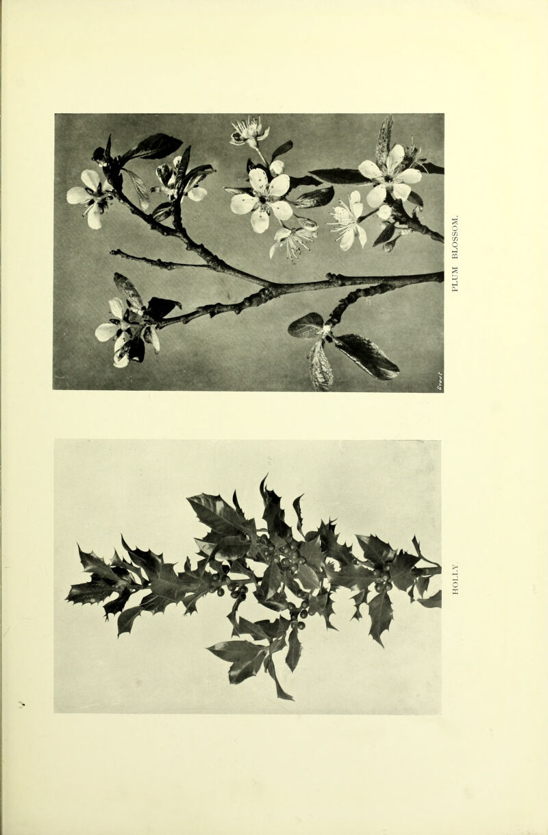 HOLLY. PLUM BLOSSOM.