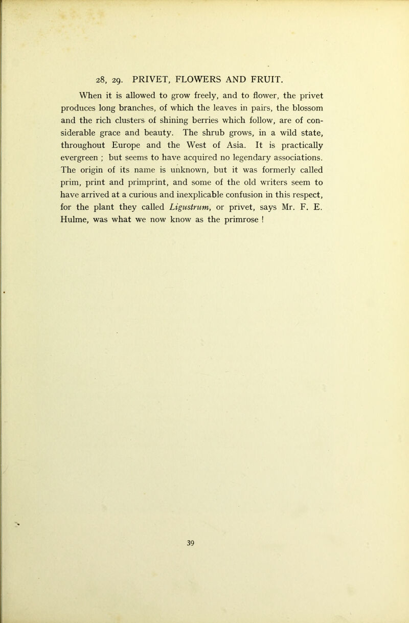 28, 2g. PRIVET, FLOWERS AND FRUIT. When it is allowed to grow freely, and to flower, the privet produces long branches, of which the leaves in pairs, the blossom and the rich clusters of shining berries which follow, are of con- siderable grace and beauty. The shrub grows, in a wild state, throughout Europe and the West of Asia. It is practically evergreen ; but seems to have acquired no legendary associations. The origin of its name is unknown, but it was formerly called prim, print and primprint, and some of the old writers seem to have arrived at a curious and inexplicable confusion in this respect, for the plant they called Lignstrum, or privet, says Mr. F. E. Hulme, was what we now know as the primrose !