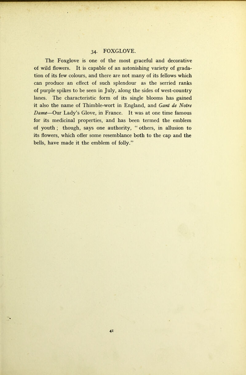 The Foxglove is one of the most graceful and decorative of wild flowers. It is capable of an astonishing variety of grada- tion of its few colours, and there are not many of its fellows which can produce an effect of such splendour as the serried ranks of purple spikes to be seen in July, along the sides of west-country lanes. The characteristic form of its single blooms has gained it also the name of Thimble-wort in England, and Gant de Notre Dame—Our Lady’s Glove, in France. It was at one time famous for its medicinal properties, and has been termed the emblem of youth ; though, says one authority, “ others, in allusion to its flowers, which offer some resemblance both to the cap and the bells, have made it the emblem of folly.” 41