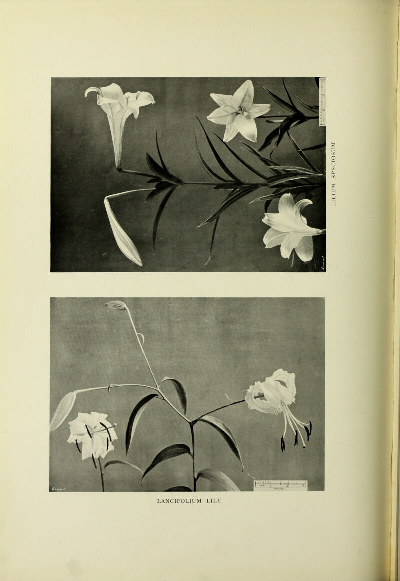 LANCI FOLIUM LILY