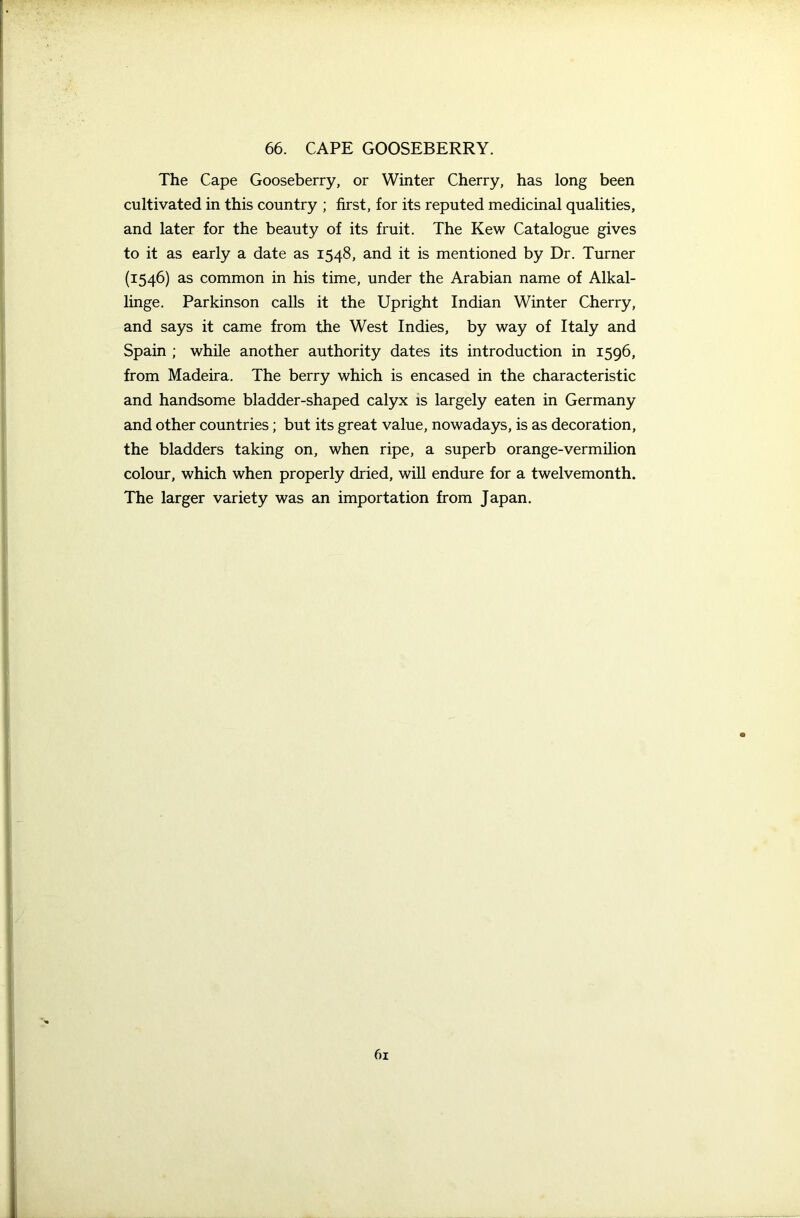 The Cape Gooseberry, or Winter Cherry, has long been cultivated in this country ; first, for its reputed medicinal qualities, and later for the beauty of its fruit. The Kew Catalogue gives to it as early a date as 1548, and it is mentioned by Dr. Turner (1546) as common in his time, under the Arabian name of Alkal- linge. Parkinson calls it the Upright Indian Winter Cherry, and says it came from the West Indies, by way of Italy and Spain ; while another authority dates its introduction in 1596, from Madeira. The berry which is encased in the characteristic and handsome bladder-shaped calyx is largely eaten in Germany and other countries; but its great value, nowadays, is as decoration, the bladders taking on, when ripe, a superb orange-vermilion colour, which when properly dried, will endure for a twelvemonth. The larger variety was an importation from Japan.