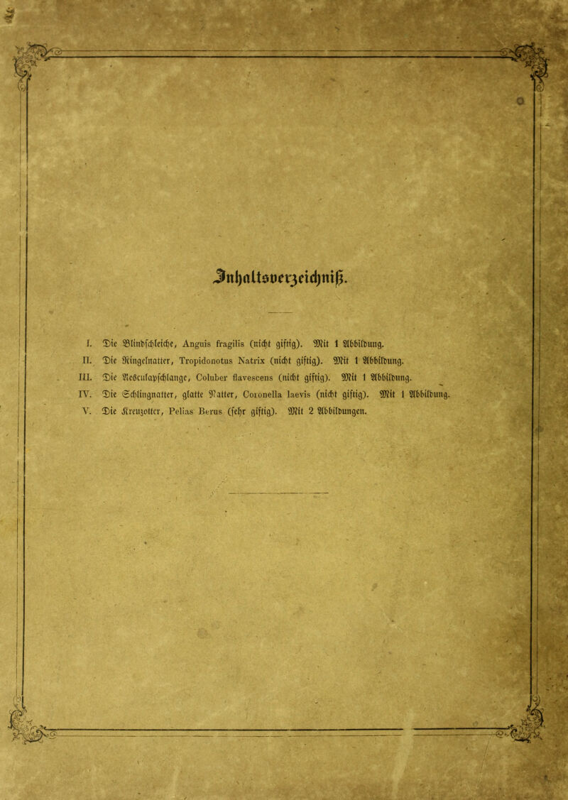 I f. $te ©linbfcbleidje, Anguis fragilis (nicht giftig). 9DJit 1 Slbbübuttg. II. T)ie Ringelnatter, Tropidonotus Natrix (nicf)t giftig). 9DM 1 Slbbilbitng. III. £>ie 25e3cu(apfch(ange, Coluber flavescens (nitbt giftig). 9DM 1 SIbbtfbnng. Y. 2)ie ^reujottcr, Pelias Berus (feljr giftig). 90M 2 Stbbilbungen.