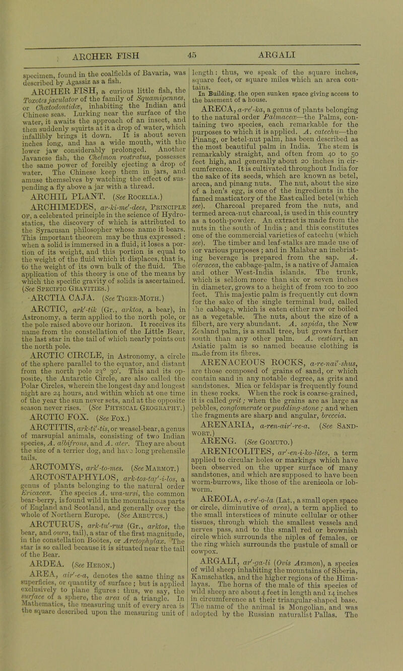 specimen, found in the coalfields of Ba\ urni, was described by Agassiz as a fish. ARCHER FISH, a curious little fish, the Toxotes jaculator of the family of Squamipennes, or Chcvtodontida, inhabiting the Indian and Chinese seas. Lurking near the surface of the water, it awaits the approach of an insect, and then suddenly squirts at it a drop of water, which infallibly brings it down. It is about seven inches long, and has a wide mouth, with the lower jaw considerably prolonged. Another Javanese fish, the Chelmon rostratus, possesses the same power of forcibly ejecting a drop of water. The Chinese keep them in jars, and amuse themselves by watching the effect of sus- pending a fly above a jar with a thread. ARCHIL PLANT. (See Rooella.) ARCHIMEDES, ar-ki-me'-dees, Principle of, a celebrated principle in the science of Hydro- statics, the discovery of which is attributed to the Syracusan philosopher whose name it bears. This important theorem may be thus expressed : when a solid is immersed in a fluid, it loses a por- tion of its weight, and this portion is equal to the weight of the fluid which it displaces, that is, to the weight of its own bulk of the fluid. The application of this theory is one of the means by which the specific gravity of solids is ascertained. (See Specific Gravities.) -ARCTIA CAJA. (See Tiger-Moth.) AlRCTIC, ark!-tik (Gr., arktos, a bear), in Astronomy, a term applied to the north pole, or the pole raised above our horizon. It receives its name from the constellation of the Little Bear, the last star in the tail of which nearly points out the north pole. ARCTIC CIRCLE, in Astronomy, a circle of the sphere parallel to the equator, and distant from the north pole 230 30'. This and its op- posite, the Antarctic Circle, are also called the Polar Circles, wherein the longest day and longest night are 24 hours, and within which at one time of the year the sun never sets, and at the opposite season never rises. (See Physical Geography.) ARCTIC FOX. (&* Pox.) ARCTITIS, ark-ti'-tis, or weasel-bear, a genus of marsupial animals, consisting of two Indian species, A. albifrons, and A. ater. They are about the size of a terrier dog, and have long prehensile tails. ARCTOMYS, arkJ-to-mes. (See Marmot. ) ARCTOSTAPHYLOS, ark-tos-taf -i-los, a genus of plants belonging to the natural order Ericaceae. The species A. uva-ursi, the common bear-berry, is found wild in the mountainous parts of England and Scotland, and generally over the whole of Northern Europe. (See Arbutus.) ARCTURUS, ark-tu'-rus (Gr., arktos, the bear, and oura, tail), a star of the first magnitude, in the constellation Bootes, or Arctophylax. The star is so called because it is situated near the tail of the Bear. ARDEA. (,See Heron.) AREA, air'-e-a, denotes the same thing as superficies, or quantity of surface ; but is applied exclusively to plane figures: thus, we say, the surface of a sphere, the area of a triangle. In Mathematics, the measuring unit of every area is the square described upon the measuring unit of length: thus, wo speak of the square inches, square feet, or square miles which an area con- tains. In Building, the open sunken space giving access to the basement of a house. ARECA, a-re'-ka, a genus of plants belonging to the natural order Palmacecv—the Palms, con- taining two species, each remarkable for the purposes to which it is applied. A. catechu—the Pinang, or betel-nut palm, has been described as the most beautiful palm in India. The stem is remarkably straight, and often from 40 to 50 feet high, and generally about 20 inches in cir- cumference. It is cultivated throughout India for the sake of its seeds, which are known as betel, areca, and pinang nuts. The nut, about the size of a hen’s egg, is one of the ingredients in the famed masticatory of the East called betel (which see). Charcoal prepared from the nuts, and termed areca-nut charcoal, is used in this country as a tooth-powder. Ai extract is made from the nuts in the south of India ; and this constitutes one of the commercial varieties of catechu (which see). The timber and leaf-stalks are made use of ior various purposes ; and in Malabar an inebriat- ing beverage is prepared from the sap. A. oleracea, the cabbage-palm, is a native of Jamaica and other West-India islands. The trunk, which is seldom more than six or seven inches in diameter, grows to a height of from 100 to 200 feet. This majestic palm is frequently cut down for the sake of the single terminal bud, called • he cabbage, which is eaten either raw or boiled as a vegetable. The nuts, about the size of a filbert, are very abundant. A. sapida, the New Zealand palm, is a small tree, but grows farther south than any other palm. A. vestiari, an Asiatic palm is so named because clothing is mu,de from its fibres. ARENACEOUS ROCKS, a-re-nai'-shus, are those composed of grains of sand, or which contain sand in any notable degree, as grits and sandstones. Mica or feldspar is frequently found in these rocks. When the rock is coarse-grained, it is called grit; when the grains are as large as pebbles, conglomerate or pudding-stone ; and when the fragments are sharp and angular, breccia. ARENARIA, a-ren-avr'-re-a. (See Sand- wort.) ARENG. (See Gomuto. ) ARENICOLITES, ar'-en-i-ko-lites, a term applied to circular holes or markings which have been observed on the upper surface of many sandstones, and which are supposed to have been worm-burrows, like those of the arenicola or lob- worm. AREOLA, a-rd-o-la (Lat., a small open space or circle, diminutive of area), a term applied to the small interstices of minute cellular or other tissues, through which the smallest vessels and nerves pass, and to the small red or brownish circle which surrounds the niples of females, or the ring which surrounds the pustule of small or cowpox. ARGALI, ar'-ga-li (Ovis Ar.imon), a species of wild sheep inhabiting the mountains of Siberia, Kamschatka, and the higher regions of the Hima- layas. The horns of the male of this species of wild sheep are about 4 feet in length and 14 inches in circumference at their triangular-shaped base. The name of the animal is Mongolian, and was adopted by the Russian naturalist Pallas. The