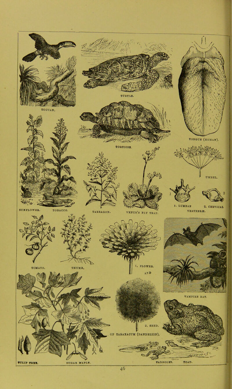 TURTLE. toucan-. TONGUE (HOMAN). TORTOISE UMBEL. I. LUMBAB 2. CERVICAL SUNFLOWER, TOBACCO. TARRAGON. venus’s fly trap. I I. FLOWER. TOMATO. VAMPIRE BAT. 2. SEED, TARAXACUM (DANDELION), TOAD TADPOLES. SUGAR MAPLE 46