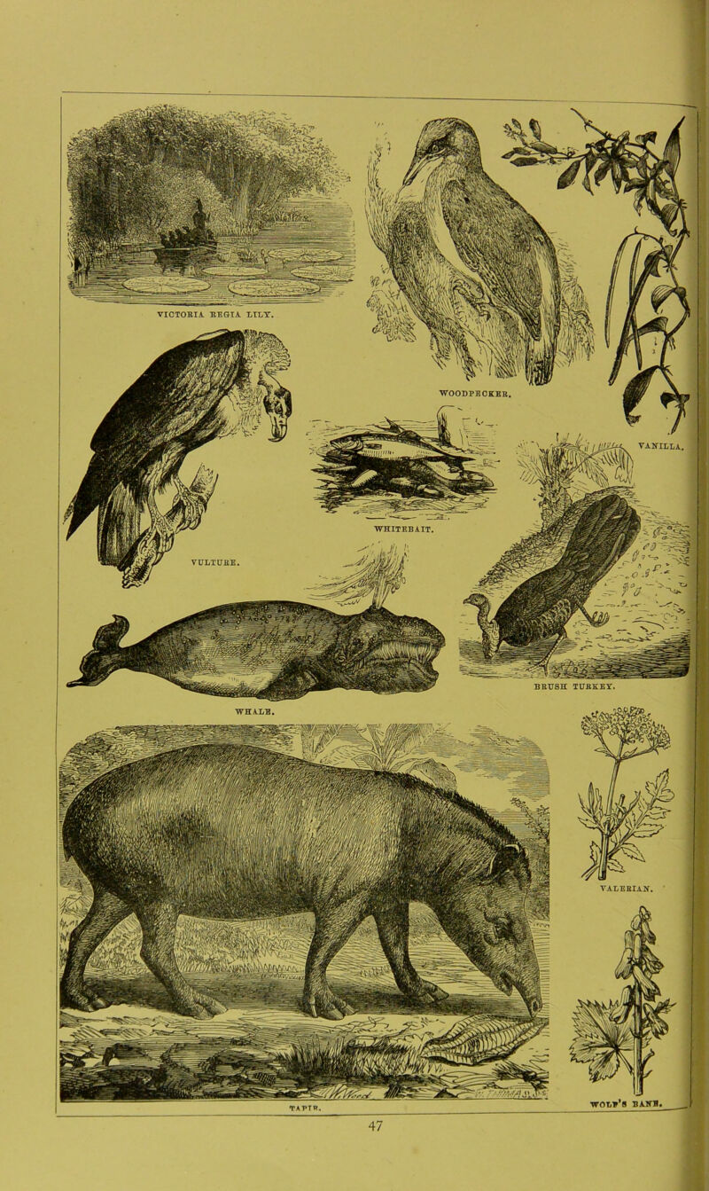 VICTORIA. REGIA. LILT. WOODPECKER. VANILLA. WHITEBAIT. VULTURE BRUSH TURKEY. WHALE VALERIAN. wolv's BANS, 47