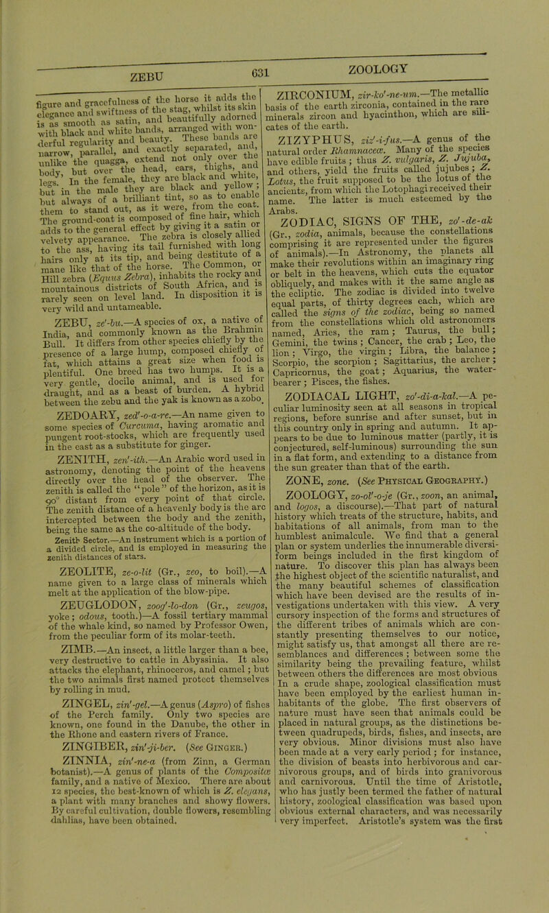 ZEBU G31 .Iprful reularity and beauty. lheso bands are narrow parallel, and exactly separated, and, unlike ’the quagga extend not only over the bodv but over the head, ears, thighs, arm le„s ’ i„ the female, they are black and white, but'in the male they are black and yellow, hut always of a brilliant tint, so as to enable Sem to stand out, as it were, from the eoa The mound-coat is composed of fine hair, which adds to the general effect by giving it a satin or velvety appearance. The zebra is closely allied to the ass, having its tail furnished with long hairs only at its tip, and being destitute of a mane like that of the horse. The Common, or Hill zebra (Equus Zebra), inhabits the rocky and mountainous districts of South Africa, and is rarely seen on level land. In disposition it is very wild and untameable. ZEBU, ze'-bu.—A species of ox, a native of India, and commonly known as the Brahmin Bull. It differs from other species chiefly by the presence of a large hump, composed chiefly ot fat, which attains a great size when food is plentiful. One breed has two humps. It is a very gentle, docile animal, and is used for draught, and as a beast of bmden. A hybrid between the zebu and the yak is known as a zobo. ZEDOARY, zed'-o-a-re.—An name given to some species of Curcuma, having aromatic and pungent root-stocks, which are frequently used in the east as a substitute for ginger. ZENITH, zen'-ith— An Arabic word used in astronomy, denoting the point of the heavens directly over the head of the observer. The zenith is called the “pole” of the horizon, as it is qoQ distant from every point of that circle. The zenith distance of a heavenly body is the arc intercepted between the body and the zenith, being the same as the co-altitude of the body. Zenith Sector.—An instrument which is a portion of a divided circle, and is employed in measuring the zenith distances of stars. ZEOLITE, ze-o-lit (Gr., zeo, to boil).—A name given to a large class of minerals which melt at the application of the blow-pipe. ZEUGLODON, zoog'-lo-don (Gr., zeugos, yoke; odous, tooth.)—A fossil tertiary mammal -of the whale kind, so named by Professor Owen, from the peculiar form of its molar-teeth. ZIMB.—An insect, a little larger than a bee, very destructive to cattle in Abyssinia. It also attacks the elephant, rhinoceros, and camel; but the two animals first named protect themselves by rolling in mud. ZINGEL, zin'-gcl.—A genus (Aspro) of fishes of the Perch family. Only two species are known, one found in the Danube, the other in the Rhone and eastern rivers of France. ZINGIBER, zin'-ji-ler. (See Ginger.) ZINNIA, zin'-ne-a (from Zinn, a German botanist).—A genus of plants of the Compositce family, and a native of Mexico. There are about 12 species, the best-known of which is Z. elegans, a plant with many branches and showy flowers. By careful cultivation, double flowers, resembling dahlias, have been obtained. ZIRCONIUM, zir-ko'-ne-um.—The metallic basis of the earth zirconia, contained in the rare minerals zircon and hyacinthon, which are sili- cates of the earth. ZIZYPTIUS, ziz'-i-fus.—A genus of the natural order Bhamnaceas. Many of the species have edible fruits ; thus Z. vulgaris, Z. Jujuba, and others, yield the fruits called jujubes; ^5. Lotus, the fruit supposed to be the lotus of the ancients, from which the Lotophagi received then- name. The latter is much esteemed by the Arabs. ZODIAC, SIGNS OF THE, zo'-de-ak (Gr., zodia, animals, because the constellations comprising it are represented under the figures of animals).—In Astronomy, the planets all make their revolutions within an imaginary ring or belt in the heavens, which cuts the equator obliquely, and makes with it the same angle as the ecliptic. The zodiac is divided into twelve equal parts, of thirty degrees each, which are called the signs of the zodiac, being so named from the constellations which old astronomers named, Aries, the ram; Taurus, the bull; Gemini, the twins; Cancer, the crab; Leo, the lion; Virgo, the virgin; Libra, the balance; Scorpio, the scorpion ; Sagittarius, the archer; Capricornus, the goat; Aquarius, the water- bearer ; Pisces, the fishes. ZODIACAL LIGHT, zo'-di-a-kal.—A pe- culiar luminosity seen at all seasons in tropical regions, before sunrise and after sunset, but in this country only in spring and autumn. It ap- pears to be due to luminous matter (partly, it is conjectured, self-luminous) surrounding the sun in a flat form, and extending to a distance from the sun greater than that of the earth. ZONE, zone. (See Physical Geography.) ZOOLOGY, zo-ol'-o-je (Gr,,zoon, an animal, and logos, a discourse).—That part of natural history which treats of the structure, habits, and habitations of all animals, from man to the humblest animalcule. We find that a general plan or system underlies the innumerable diversi- form beings included in the first kingdom of nature. To discover this plan has always been the highest object of the scientific naturalist, and the many beautiful schemes of classification which have been devised are the results of in- vestigations undertaken with this view. A very cursory inspection of the forms and structures of the different tribes of animals which are con- stantly presenting themselves to our notice, might satisfy us, that amongst all there are re- semblances and differences ; between some the similarity being the prevailing feature, whilst between others the differences are most obvious In a crude shape, zoological classification must have been employed by the earliest human in- habitants of the globe. The first observers of nature must have seen that animals could be placed in natural groups, as the distinctions be- tween quadrupeds, birds, fishes, and insects, are very obvious. Minor divisions must also have been made at a very early period ; for instance, the division of beasts into herbivorous and car- nivorous groups, and of birds into granivorous and carnivorous. Until the time of Aristotle, who has justly been termed the father of natural history, zoological classification was based upon obvious external characters, and was necessarily very imperfect. Aristotle’s system was the first