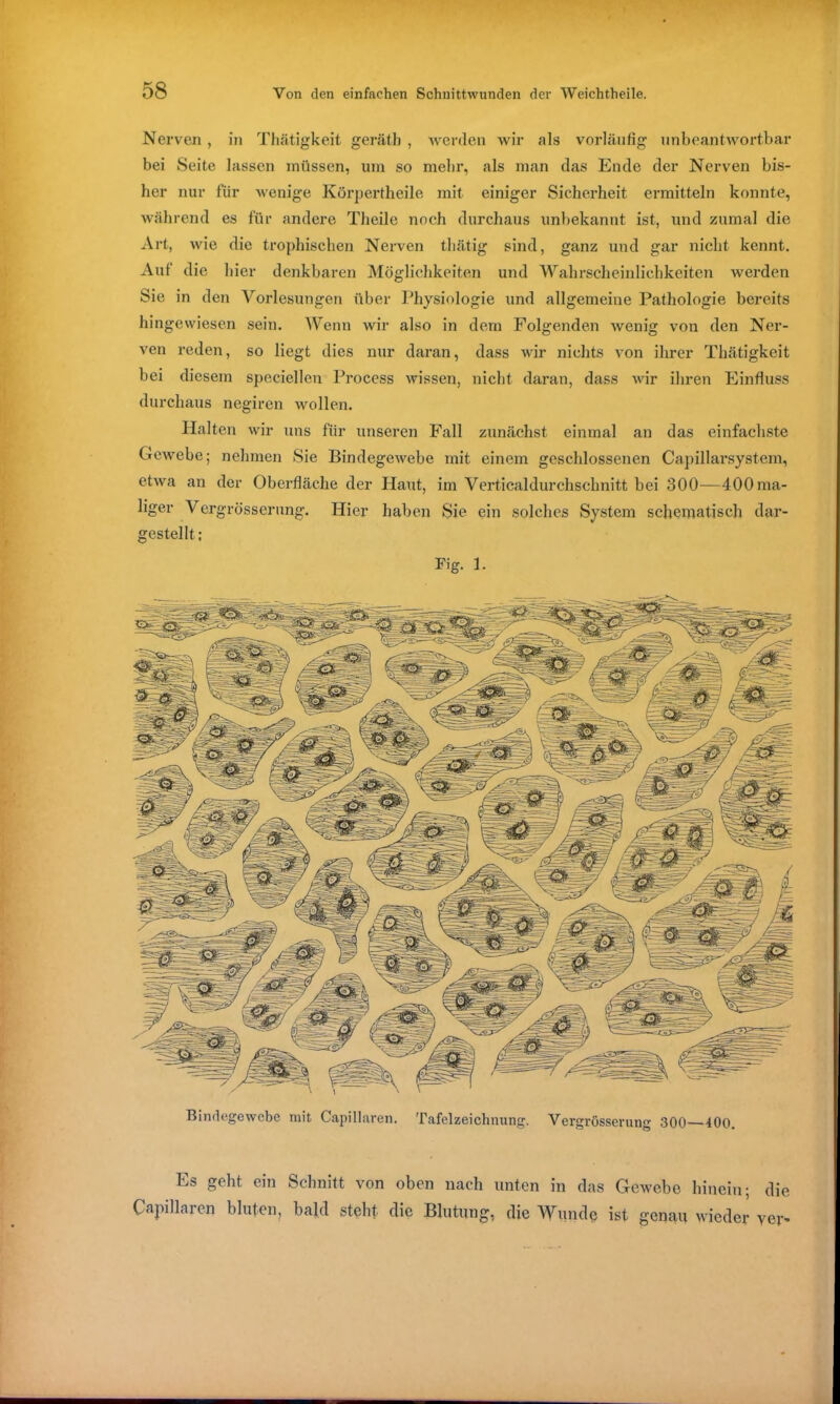 Nerven, in Thätigkeit geräth , werden wir als vorläufig unbeantwortbar bei Seite lassen müssen, um so mehr, als man das Ende der Nerven bis- her nur für wenige Körpertheile mit einiger Sicherheit ermitteln konnte, während es für andere Theile noch durchaus unbekannt ist, und zumal die Art, wie die trophischen Nerven thätig sind, ganz und gar nicht kennt. Auf die hier denkbaren Möglichkeiten und Wahrscheinlichkeiten werden Sie in den Vorlesungen über Physiologie und allgemeine Pathologie bereits hingewiesen sein. Wenn wir also in dem Folgenden Avenig von den Ner- ven reden, so liegt dies nur daran, dass wir nichts von ihrer Thätigkeit bei diesem speciellen Process Avissen, nicht daran, dass wir ihren Einfluss durchaus negiren wollen. Halten wir uns für unseren Fall zunächst einmal an das einfachste GeAvebe; nehmen Sie Bindegetvebe mit einem geschlossenen Capillarsystem, etAva an der Oberfläche der Haut, im Verticaldurchschnitt bei 300—400ma- liger Vergrösserung. Hier haben Sie ein solches System schematisch dar- gestellt; Fig. 1. Bindegewebe mit Capillaren. Tafelzeichnung. Vergrösserung 300 400. Es geht ein Schnitt von oben nach unten in das Gewebe hinein; die Capillaren bluten, bald steht die Blutung, die Wunde ist genau wieder yer-