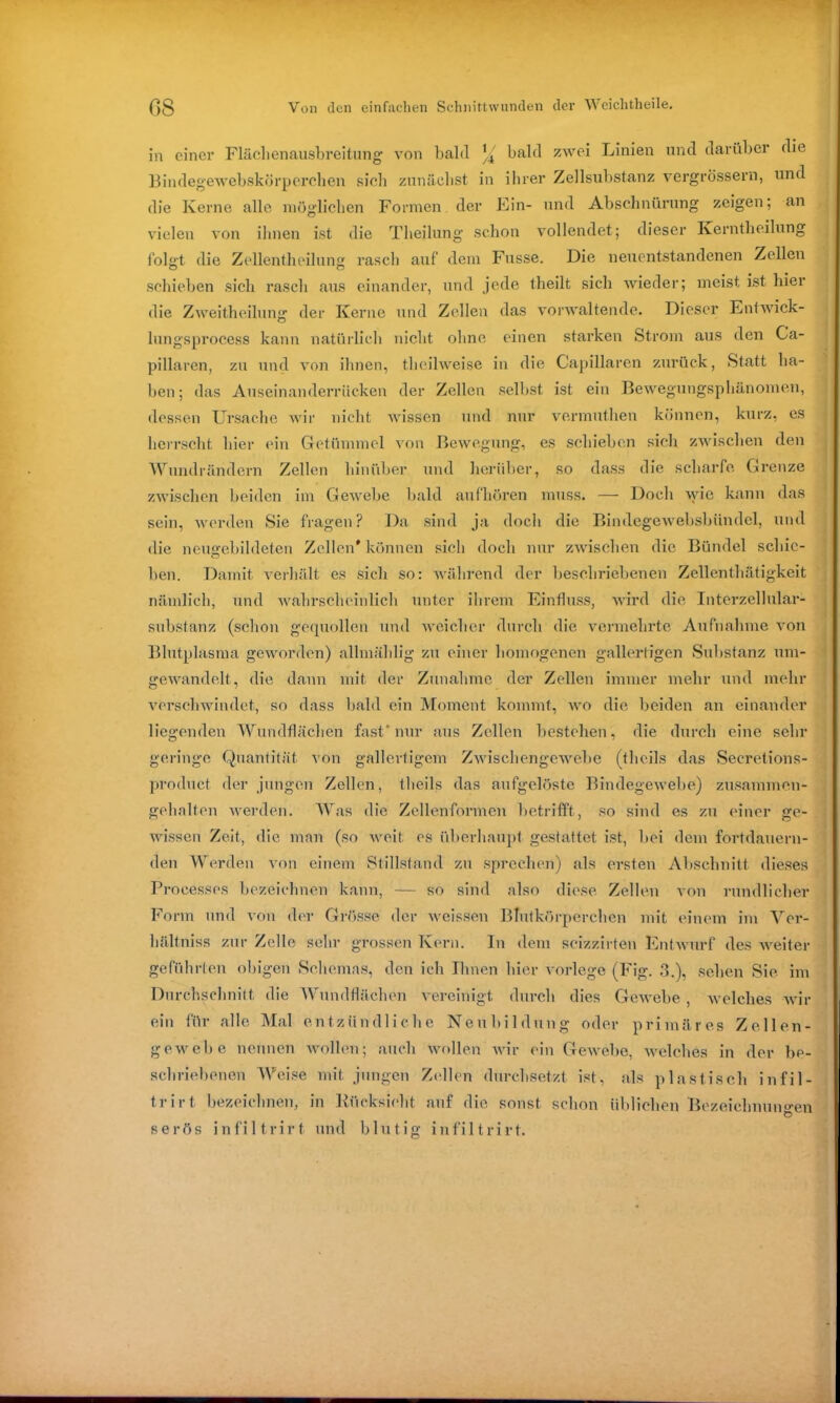 in einer Flächenausbreitung von bald bald zwei Linien und darüber die Bindegewebskörperchen sich zunächst in ihrer Zellsubstanz vergrössern, und die Kerne alle möglichen Formen der Ein- und Abschnürung zeigen; an vielen von ihnen ist die Theilung schon vollendet; dieser Kerntheilung folgt die Zellentheilung rasch auf dem Fusse. Die neu entstandenen Zellen schieben sich rasch aus einander, und jede theilt sich wieder; meist ist hier die Zweitheilunjr der Kerne und Zellen das vorwaltende. Dieser Entwich- lungsprocess kann natürlich nicht ohne einen starken Strom aus den Ca- pillaren, zu und von ihnen, theilweise in die Capillaren zurück, Statt ha- ben; das Auseinanderrücken der Zellen selbst ist ein Bewegungsphänomen, dessen Ursache wir nicht wissen und nur vermuthen können, kurz, es herrscht hier ein Getümmel von Bewegung, es schieben sich zwischen den Wundrändern Zellen hinüber und herüber, so dass die scharfe Grenze zwischen beiden im Gewebe bald aufhören muss. — Doch wie kann das sein, werden Sie fragen? Da sind ja doch die Bindegewebsbiindel, und die neugebildeten Zellen' können sich doch nur zwischen die Bündel schic- ben. Damit verhält es sich so: während der beschriebenen Zellenthätigkeit nämlich, und wahrscheinlich unter ihrem Einfluss, wird die Interzellular- substanz (schon gequollen und weicher durch die vermehrte Aufnahme von Blutplasma geworden) allmählig zu einer homogenen gallertigen Substanz um- gewandelt, die dann mit der Zunahme der Zellen immer mehr und mehr verschwindet, so dass bald ein Moment kommt, wo die beiden an einander liegenden Wundflächen fast’nur aus Zollen bestehen, die durch eine sehr geringe Quantität von gallertigem Zwischengewebe (thcils das Secretions- product der jungen Zellen, thcils das aufgelöste Bindegewebe) zusammen- gehalten werden. Was die Zellenformen betrifft, so sind es zu einer ge- wissen Zeit, die man (so weit es überhaupt gestattet ist, bei dem fortdauern- den Werden von einem Stillstand zu sprechen) als ersten Abschnitt dieses Processes bezeichnen kann, — so sind also diese Zellen von rundlicher Form und von der Grösse der weissen Blutkörperchen mit einem im Ver- hältnis zur Zelle sehr grossen Kern. In dem scizzirten Entwurf des weiter geführten obigen Schemas, den ich Ihnen hier vorlege (Fig. 3.), sehen Sie im Durchschnitt die Wundflächen vereinigt durch dies Gewebe, welches wir ein für alle Mal entzündliche Neubildung oder primäres Zell en- ge webe nennen wollen; auch wollen wir ein Gewebe, welches in der be- schriebenen Weise mit jungen Zellen durchsetzt ist, als plastisch infil- trirt bezeichnen, in Kücksieht auf die sonst schon üblichen Bezeichnungen serös infiltrirt und blutig infiltrirt.