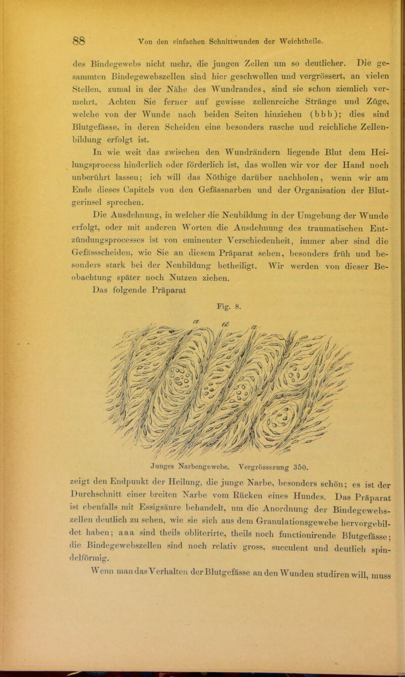 des Bindegewebs nicht mehr, die jungen Zellen um so deutlicher. Die ge- sammten Bindegewebszellen sind liier geschwollen und vergrössert, an vielen Stellen, zumal in der Nahe des Wundrandes, sind sie schon ziemlich ver- mehrt. Achten Sie ferner auf gewisse zellenreiche Stränge und Züge, welche von der Wunde nach beiden Seiten hinziehen (bbb); dies sind Blutgefässe, in deren Scheiden eine besonders rasche und reichliche Zellen- bildung erfolgt ist. In wie weit das zwischen den Wundrändern liegende Blut dem Hei- lungsprocess hinderlich oder förderlich ist, das wollen wir vor der Hand noch unberührt lassen; icli will das Notlüge darüber nachholen, wenn wir am Ende dieses Capitels von den Gefässnarben und der Organisation der Blut- gerinsel sprechen. Die Ausdehnung, in welcher die Neubildung in der Umgebung der Wunde erfolgt, oder mit anderen Worten die Ausdehnung des traumatischen Ent- zündungsprocesses ist von eminenter Verschiedenheit, immer aber sind die Gefässscheiden, wie Sie an diesem Präparat sehen, besonders früh und be- sonders stark bei der Neubildung betheiligt. Wir werden von dieser Be- obachtung später noch Nutzen ziehen. Das folgende Präparat Fig. 8. zeigt den Endpunkt der Heilung, die junge Narbe, besonders schön; es ist der Durchschnitt einer breiten Narbe vom Rücken eines Hundes. Das Präparat ist ebenfalls mit Essigsäure behandelt, um die Anordnung der Bindegewebs- zellen deutlich zu sehen, wie sie sich aus dem Granulationsgewebe hervorgebil- det haben; aaa sind theils obliterirte, theils noch functionirende Blutgefässe; die Bindegewebszellen sind noch relativ gross, sueculent und deutlich spin- delförmig. Wenn man das Verhalten der Blutgefässe an den Wunden studiren will, muss