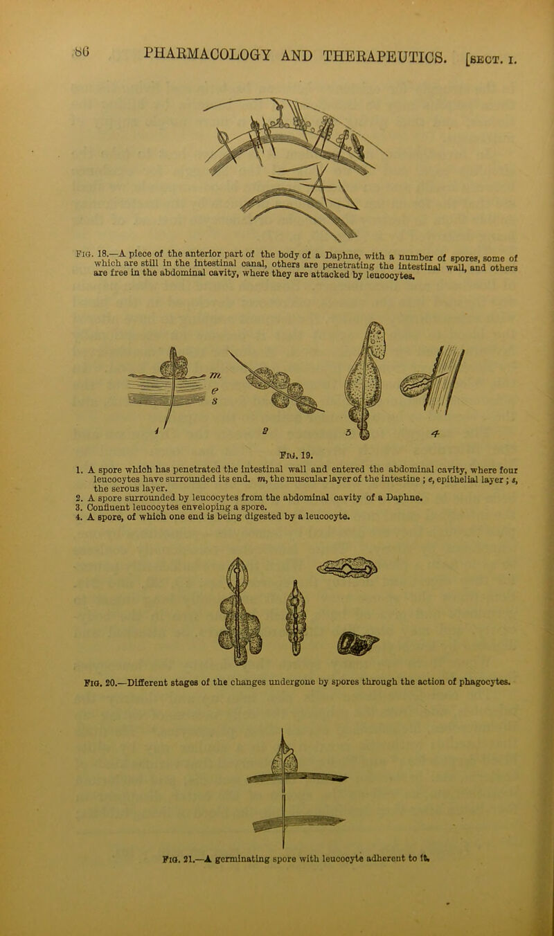 Fig. 18—A piece of the anterior part of the body of a Daphne, with a number of which are still in the intestinal canal, others are penetrating the intestinal are free in the abdominal cavity, where they are attacked by leucocytes. spores, some of wall, and others 1. A spore which has penetrated the intestinal wall and entered the abdominal cavity, where four leucocytes have surrounded its end. in, the muscular layer of the intestine ; e, epithelial layer ; s, the serous layer. 2. A spore surrounded by leucocytes from the abdominal cavity of a Daphne. 3. Confluent leucocytes enveloping a spore. 4. A spore, of which one end is being digested by a leucocyte. Fig. 20.—Different stages of the changes undergone by spores through the action of phagocytes. Fig. 21.—A germinating spore with leucocyte adherent to It,