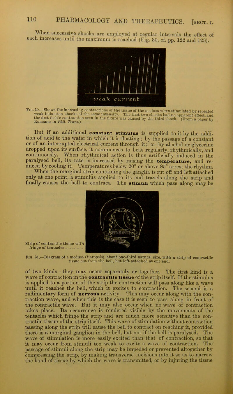 When successive shocks are employed at regular intervals the effect of each increases until the maximum is reached (Fig. 30, cf. pp. 122 and 123). Fig. 30.—Shows the increasing contractions of the tissue of the medusa wlmn stimulated by repeated weak induction shocks of the same intensity. The first two shocks had no apparent effect and the first feeble contraction seen in the figure was caused by the third shock. (From a paper bv Romanes in Phil. Trans.) J But if an additional constant stimulus is supplied to it by the addi- tion of acid to the water in which it is floating; by the passage of a constant or of an interrupted electrical current through it; or by alcohol or glycerine dropped upon its surface, it commences to beat regularly, rhythmically, and continuously. When rhythmical action is thus artificially induced in the paralysed bell, its rate is increased by raising the temperature, and re- duced by cooling it. Temperatures below 20° or above 85° arrest the rhythm. When the marginal strip containing the ganglia is cut off and left attached only at one point, a stimulus applied to its end travels along the strip and finally causes the bell to contract. The stimuli which pass along may be Strip of contractile tissue wit'i fringe of tentacles Fig. 31.—Diagram of a medusa (tiaropsis), about one-third natural size, with a strip of contractile tissue cut from the bell, but left attached at one end. of two kinds—they may occur separately or together. The first kind is a wave of contraction in the contractile tissue of the strip itself. If the stimulus is applied to a portion of the strip the contraction will pass along like a wave until it reaches the bell, which it excites to contraction. The second is a rudimentary form of nervous activity. This may occur along with the con- traction wave, and when this is the case it is seen to pass along in front of the contractile wave. But it may also occur when no wave of contraction takes place. Its occurrence is rendered visible by the movements of the tentacles which fringe the strip and are much more sensitive than the con- tractile tissue of the strip itself. This wave of stimulation without contraction passing along the strip will cause the bell to contract on reaching it, provided there is a marginal ganglion in the bell, but not if the bell is paralysed. The wave of stimulation is more easily excited than that of contraction, so that it may occur from stimuli too weak to excite a wave of contraction. The passage of stimuli along the strip may be impeded or prevented altogether by compressing the strip, by making transverse incisions into it so as to narrow the band of tissue by which the wave is transmitted, or by injuring the tissue