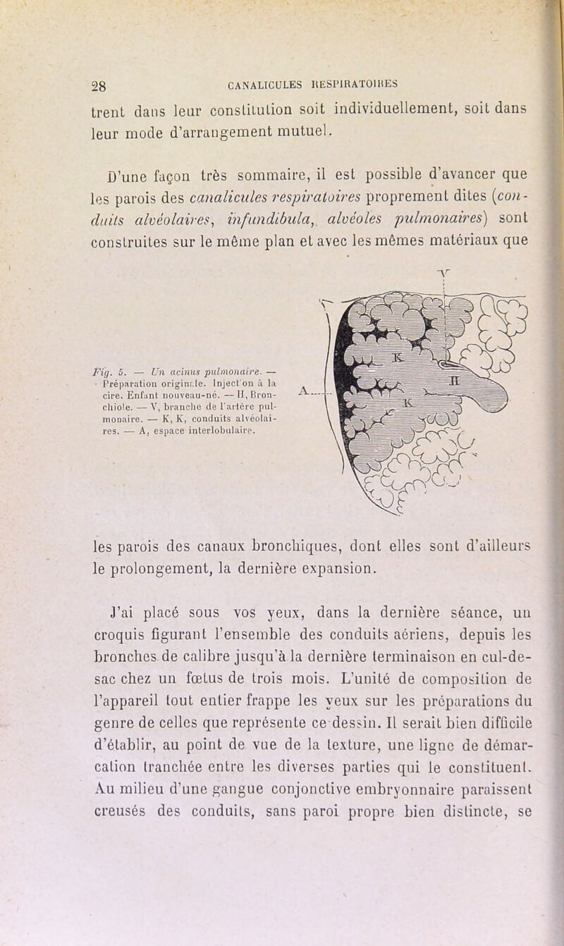 trent dans leur consliLuLion soit individuellement, soit dans leur mode d’arrangement mutuel. D’une façon très sommaire, il est possible d’avancer que les parois des canalicules respiratoires proprement dites {con- duits alvéolaires^ infundibida, alvéoles pulmonaires') sont construites sur le même plan et avec les mêmes matériaux que Fig. 5. — Un acinus pulmonaire. — Préparation originale. Inject'on à la cire. Enfant nouveau-né. — II, Bron- chiole. — V, branche de l'artère pul- monaire. — K, K, conduit.s alvéolai- res. — A. espace interlobulaire. les parois des canaux bronchiques, dont elles sont d’ailleurs le prolongement, la dernière expansion. J’ai placé sous vos yeux, dans la dernière séance, un croquis figurant l’ensemble des conduits aériens, depuis les bronches.de calibre jusqu’à la dernière terminaison en cul-de- sac chez un fœtus de trois mois. L’unité de composition de l’appareil tout entier frappe les yeux sur les préparations du genre de celles que représente ce dessin. Il serait bien difficile d’établir, au point de vue de la texture, une ligne de démar- cation tranchée entre les diverses parties qui le constituent. Au milieu d’une gangue conjonctive embryonnaire paraissent creusés des conduits, sans paroi propre bien distincte, se