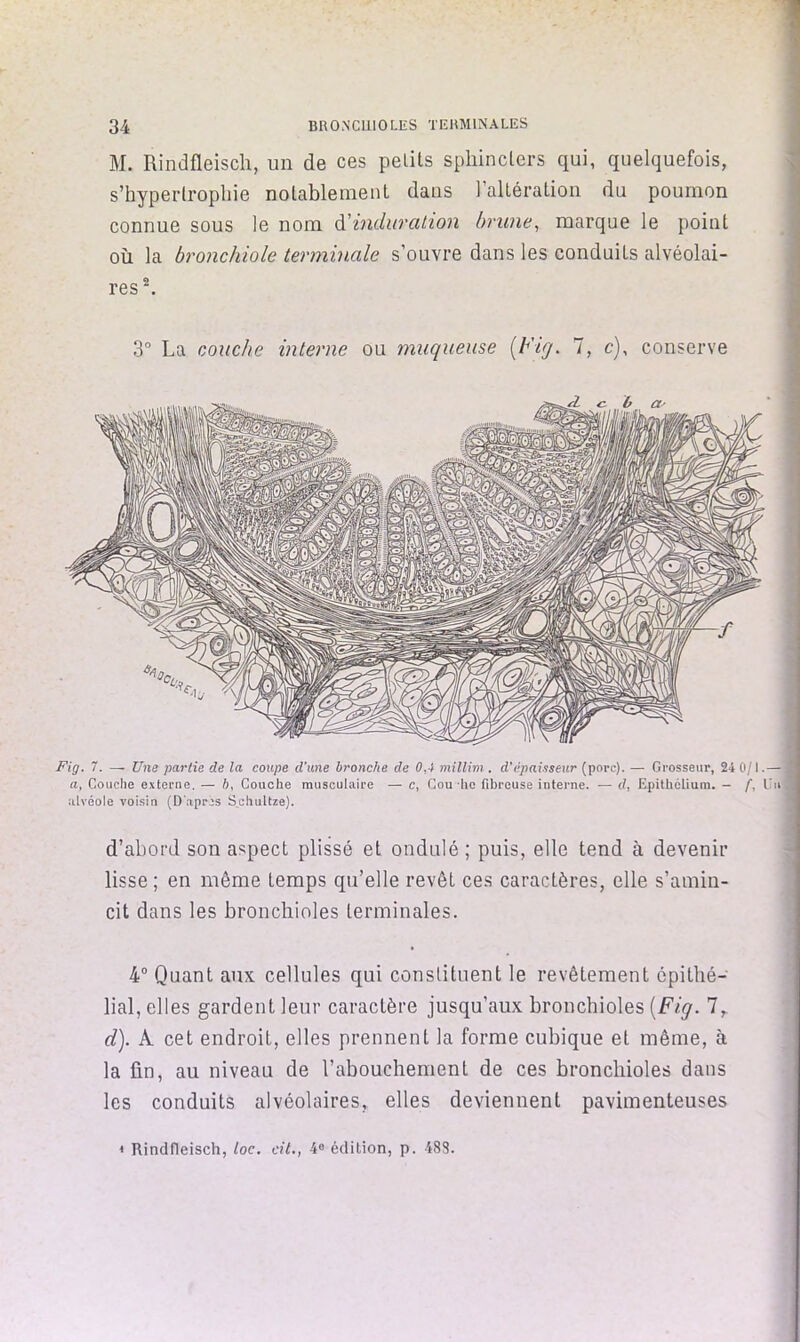 M. Rindfleisch, un de ces pelils spliinclers qui, quelquefois, s’hypertropliie nolablenient dans l’alléraLion du poumon connue sous le nom â!induration brime, marque le point où la bronchiole terminale s’ouvre dans les conduits alvéolai- res ^ 3° La couche interne ou muqueuse {Fig. 1, c), conserve Fig. 7. — Une partie de la coupe d’une bronche de 0,4 millim . d'épaisseur (porc). — Grosseur, 24 0/1.— . a, Couche e.\terne. — b. Couche musculaire — c, Cou ho fibreuse interne. — d, Epithélium. - f. Eu , alvéole voisin (D'après S.chultre). “ d’abord son aspect plissé et ondulé; puis, elle tend à devenir lisse ; en même temps qu’elle revêt ce.s caractères, elle s’amin- cit dans les bronchioles terminales. 4° Quant aux cellules qui constituent le revêtement épithé- lial, elles gardent leur caractère jusqu’aux bronchioles [Fig. 7, d). A. cet endroit, elles prennent la forme cubique et même, à la fin, au niveau de l’abouchement de ces bronchioles dans les conduits alvéolaires, elles deviennent pavimenteuses < Rindfleisch, toc. cit., 4» édition, p. 483.