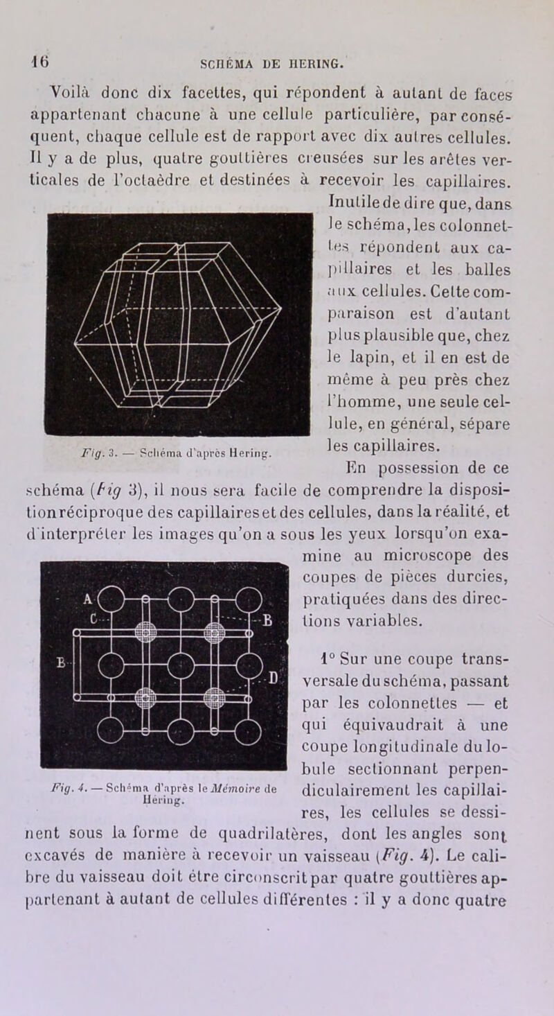 Voilà donc dix facettes, qui répondent à autant de faces appartenant chacune à une cellule particulière, par consé- quent, chaque cellule est de rapport avec dix autres cellules. Il y a de plus, quatre gouttières creusées sur les arêtes ver- ticales de l’octaèdre et destinées à recevoir les capillaires. Inutilede dire que, dans le schéma,les colonnet- tes répondent aux ca- pillaires et les balles aux cellules. Celte com- paraison est d’autant plus plausible que, chez le lapin, et il en est de même à peu près chez l’homme, une seule cel- lule, en général, sépare les capillaires. En possession de ce schéma (fig 3), il nous sera facile de comprendre la disposi- tionréciproque des capillairesetdes cellules, dans la réalité, et d'interpréter les images qu’on a sous les yeux lorsqu’on exa- mine au microscope des coupes de pièces durcies, pratiquées dans des direc- tions variables. 1° Sur une coupe trans- versale du schéma, passant par les colonnetles — et qui équivaudrait à une coupe longitudinale du lo- bule sectionnant perpen- diculairement les capillai- res, les cellules se dessi- nent sous la forme de quadrilatères, dont les angles sont excavés de manière à recevoir un vaisseau (Fig. 4). Le cali- bre du vaisseau doit être circonscrit par quatre gouttières ap- partenant à autant de cellules différentes : il y a donc quatre Fig. 4. — Schéma d’après le Mémoire de Hériug. Fig. 3. — Schéma d'après Hering.